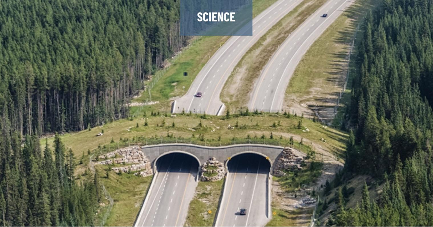 Instead of having yet another highway overpass, why not have a wildlife