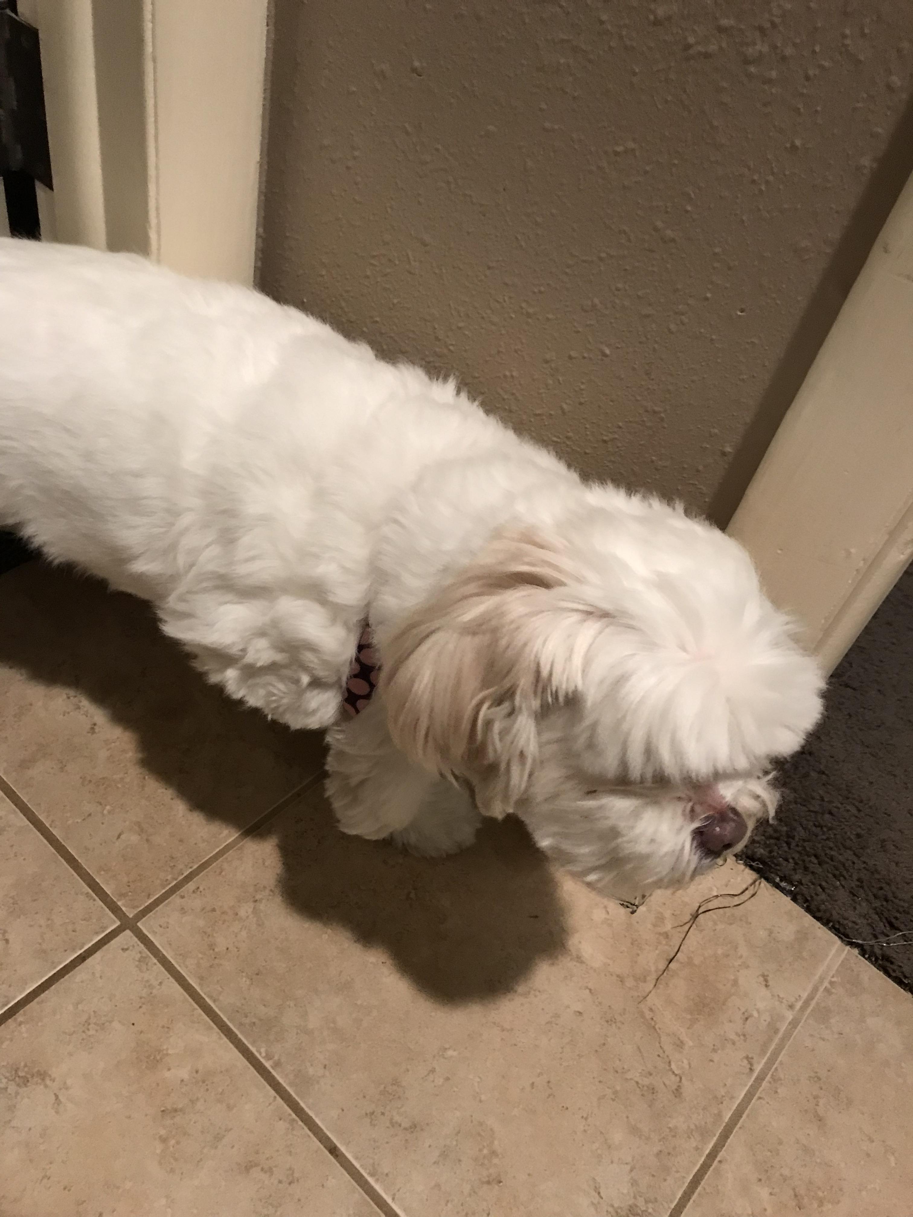 My dog somehow managed to get her paw stuck in her collar r