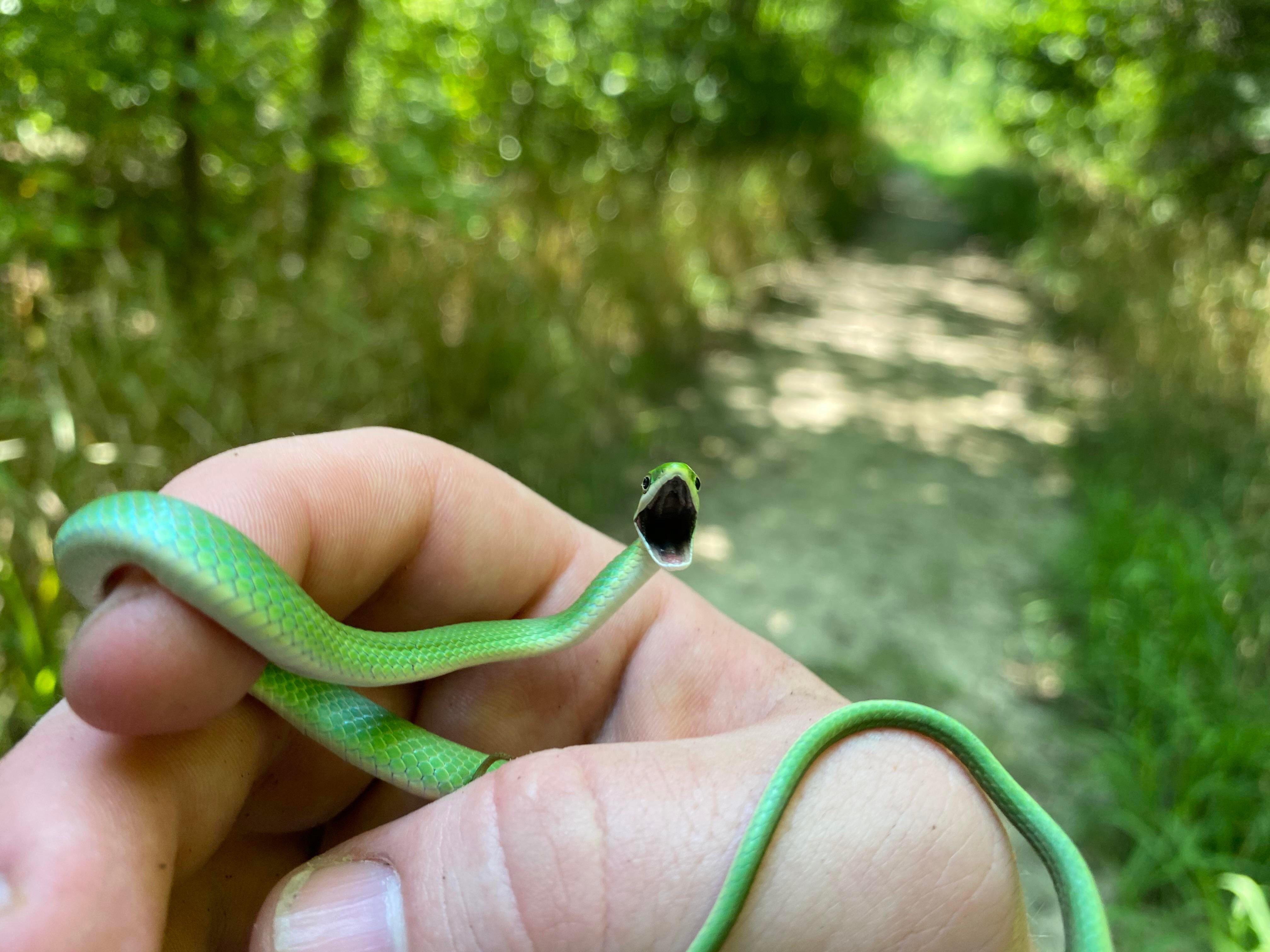 Cute snake r/pics