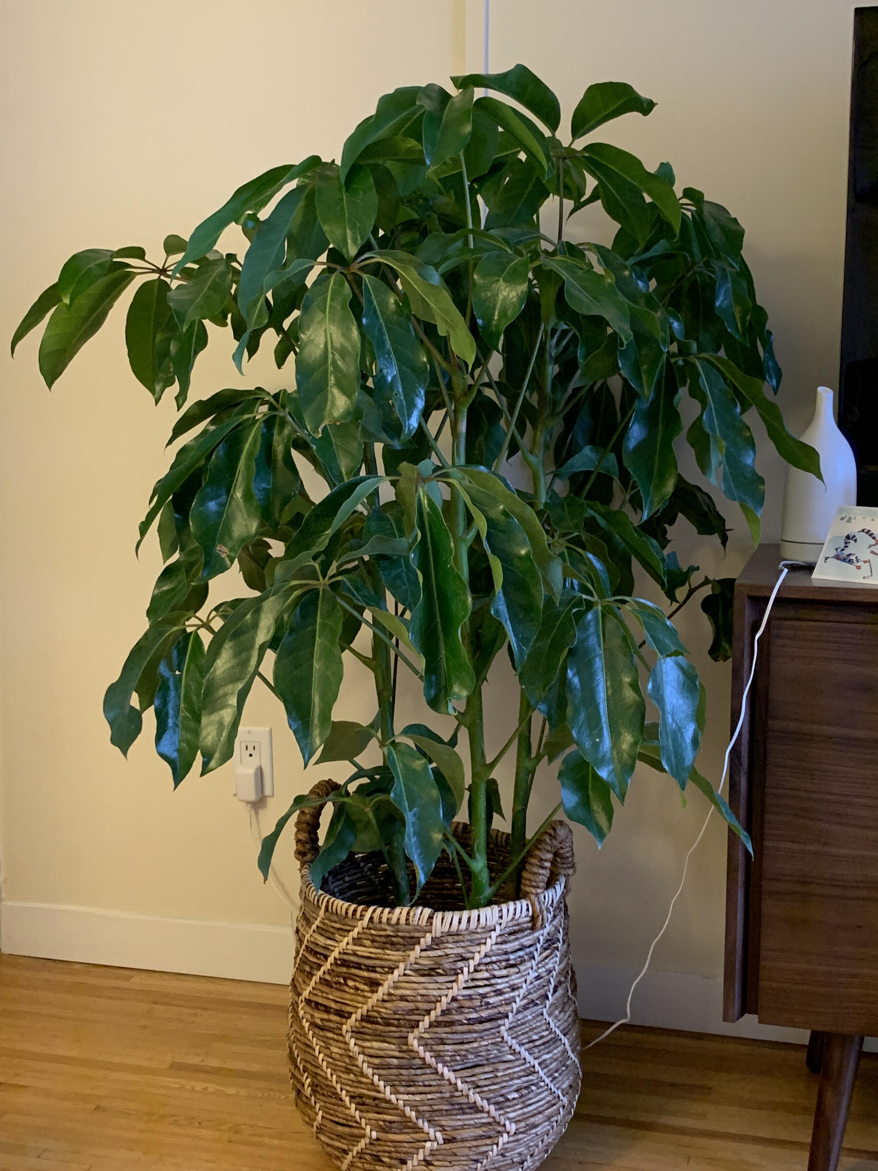 Help! My ScheffleraAmate is wrinkling and droopy! r/plantclinic