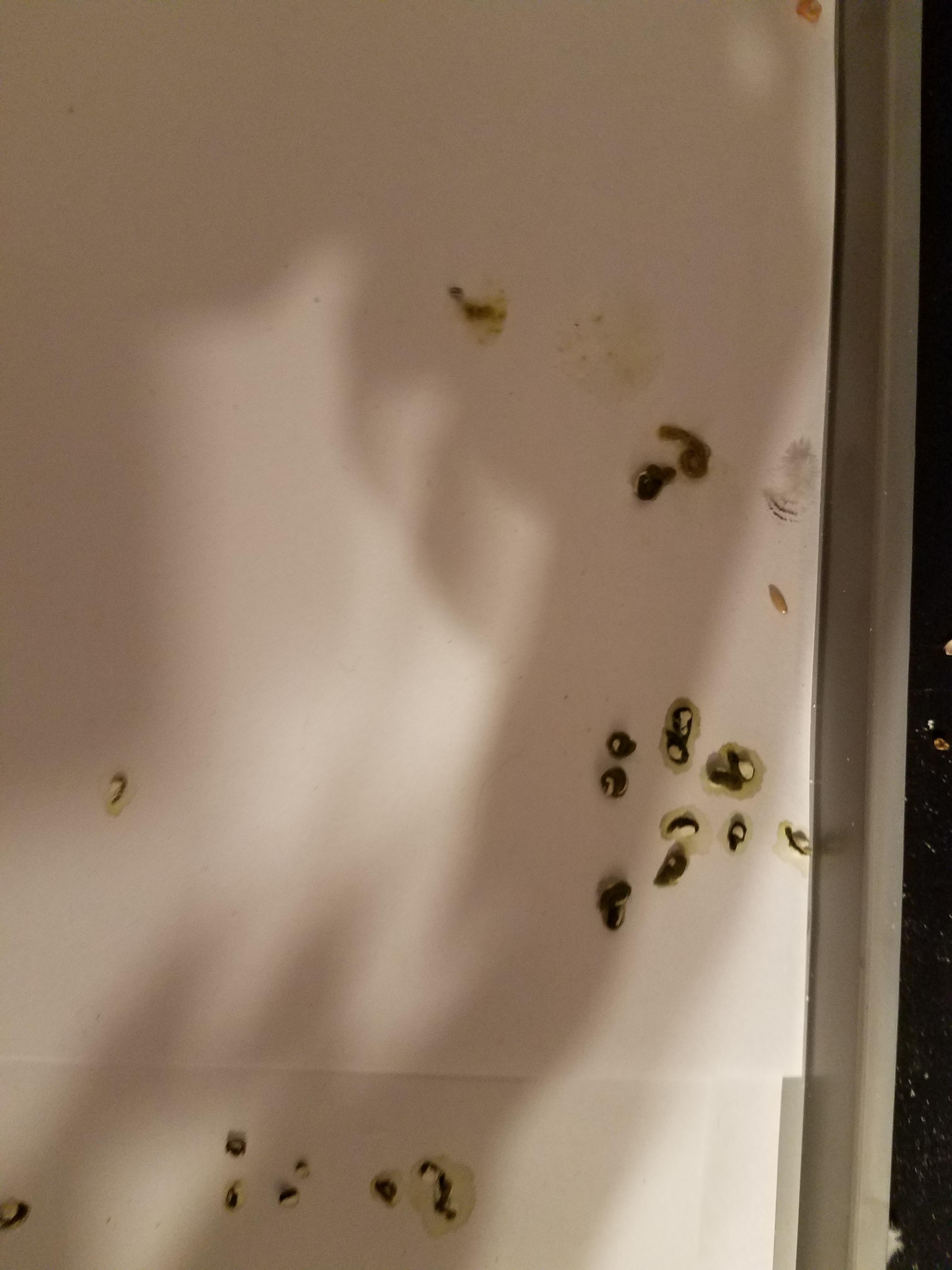 Parakeet has runny poop. Is that normal r/budgies
