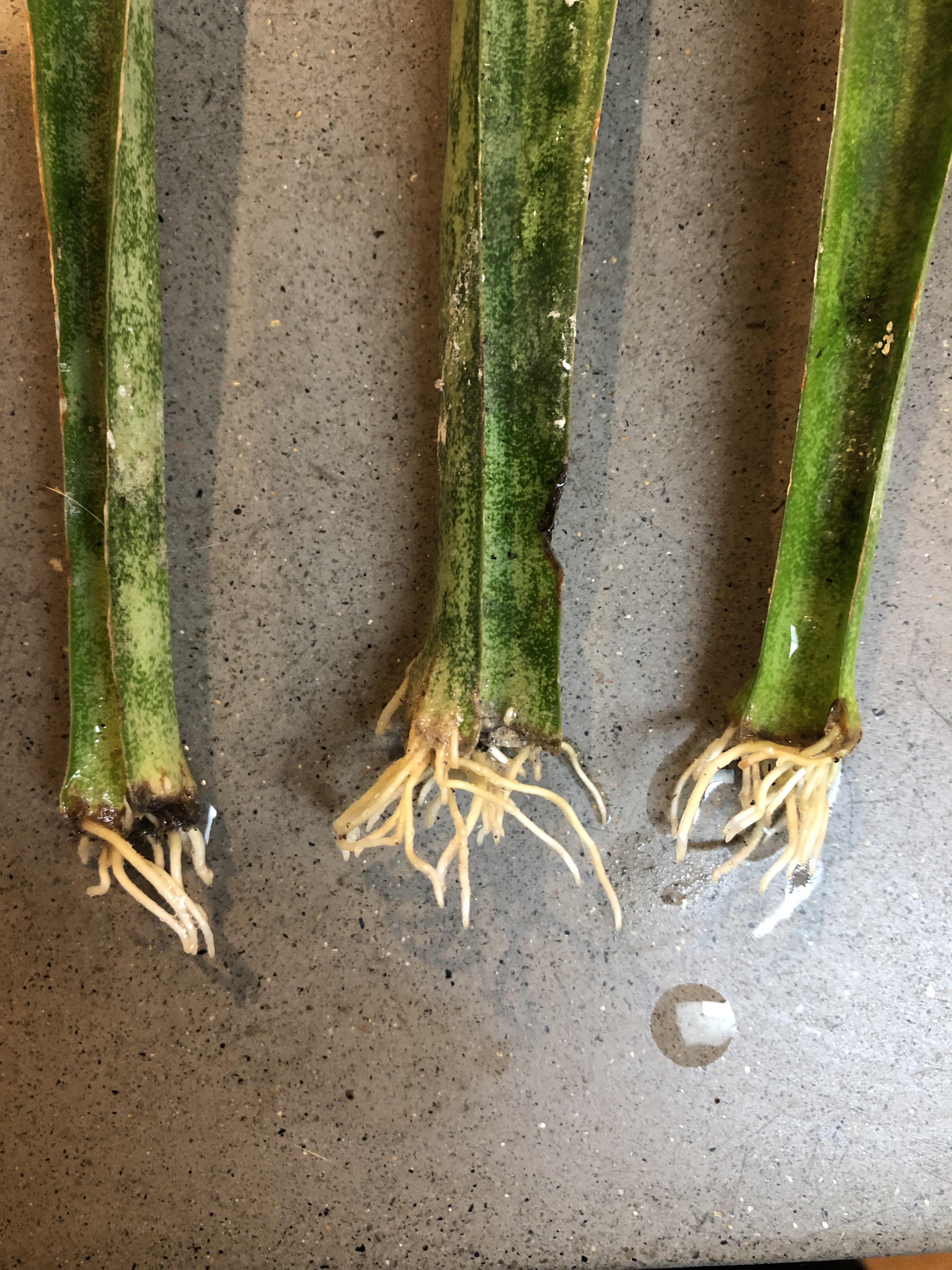 How long should I let my snake plant roots get before to transfer them