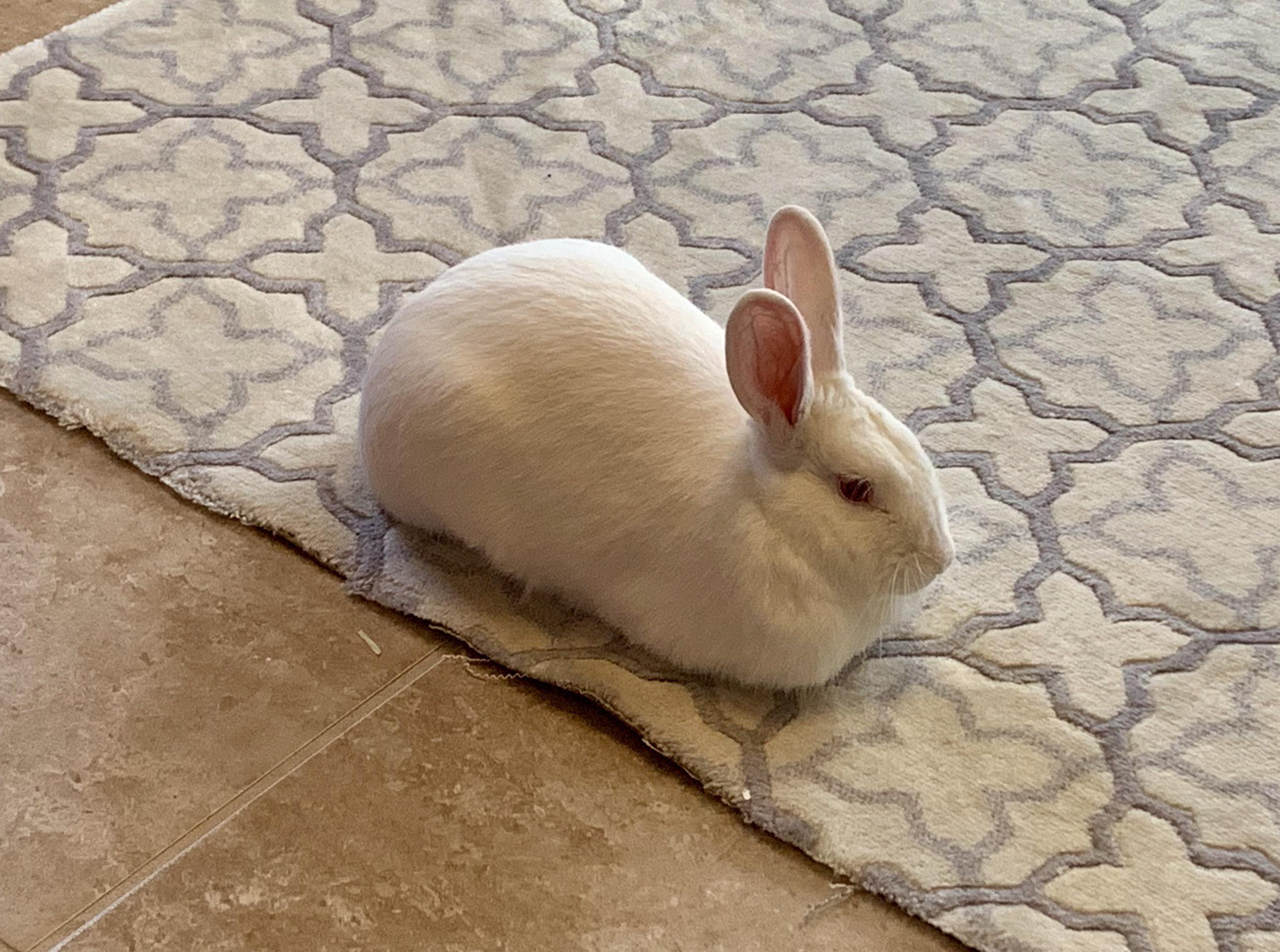 Bunloaf Roux got adopted yesterday!! Thanks everyone for the help and