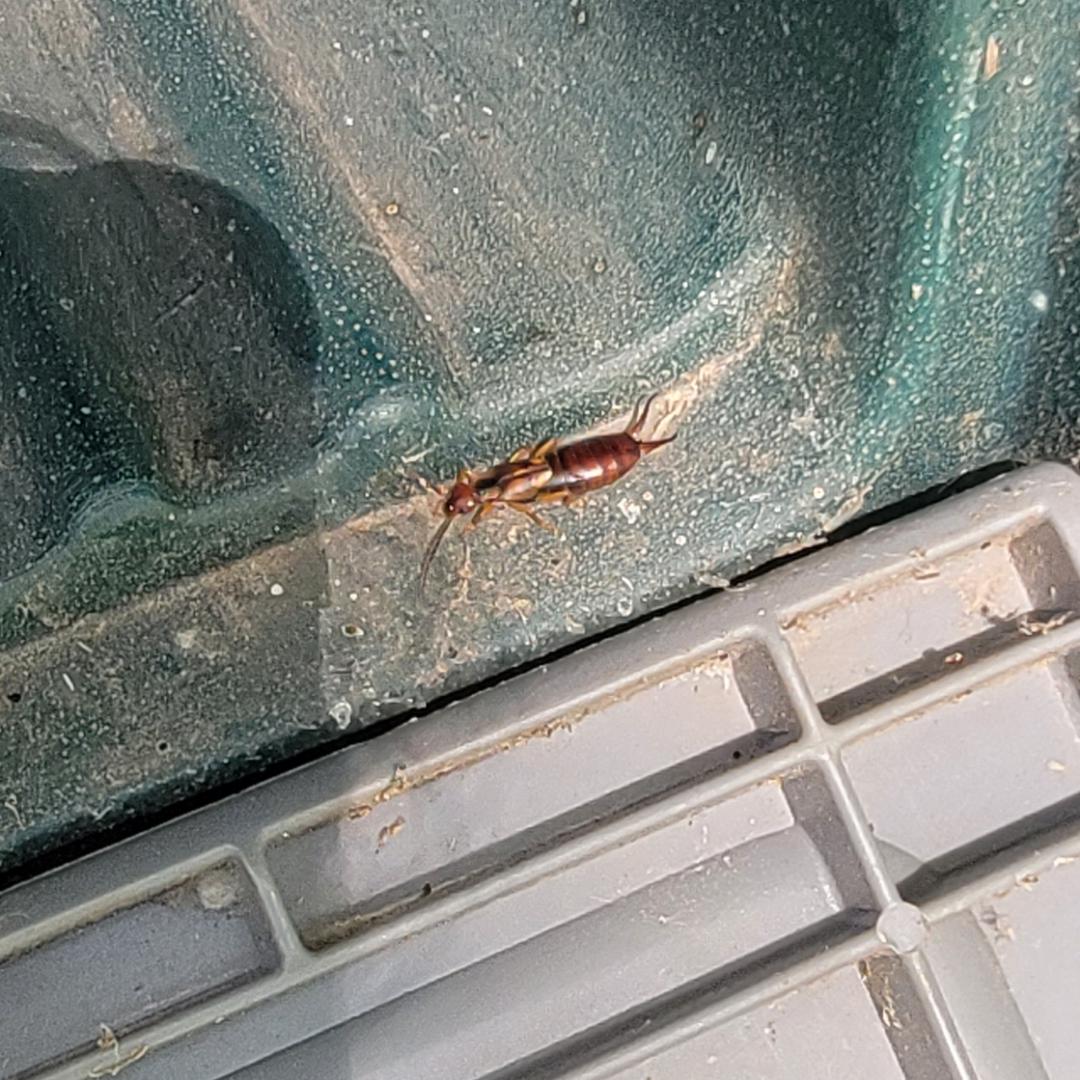 What is this bug who made a home in my mailbox? r/whatisthisbug
