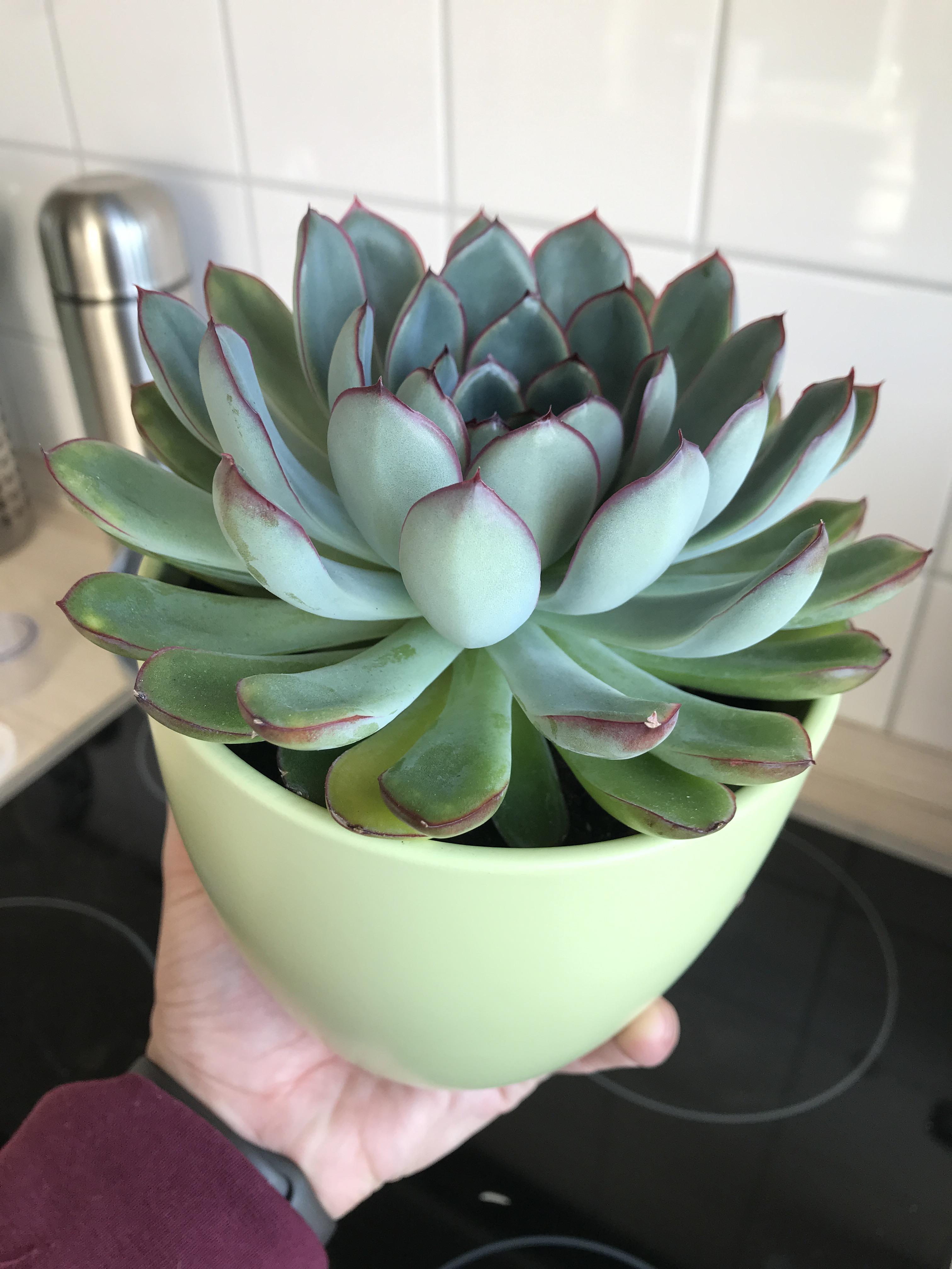 Some of the bottom leaves of my Echeveria pulidonis are