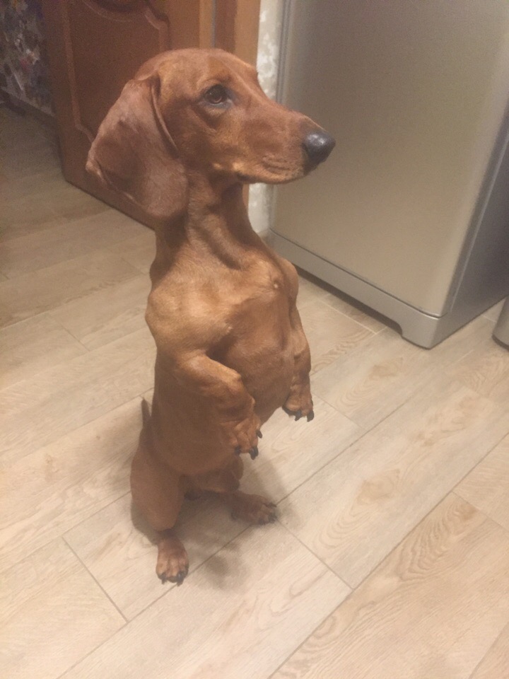can you do that? r/Dachshund