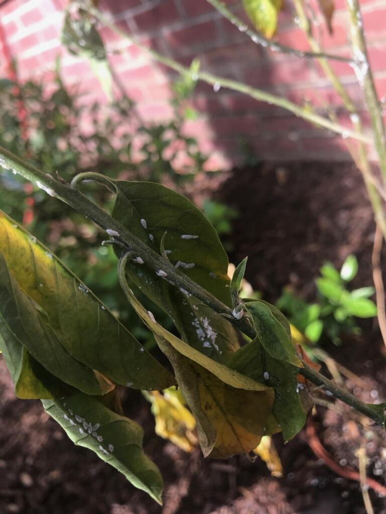What's eating my friend's night blooming jasmine? Zone 9 r/gardening