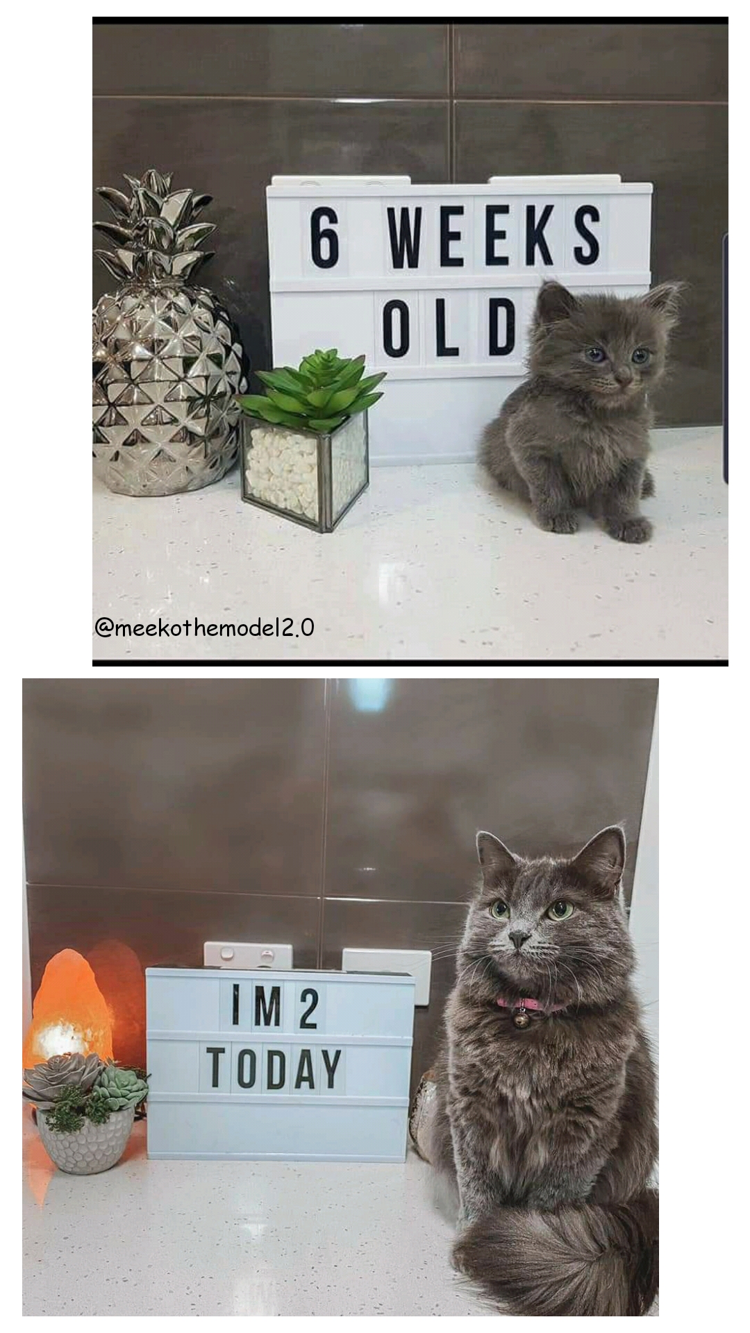 Kitten does an even bigger grow r/catpictures