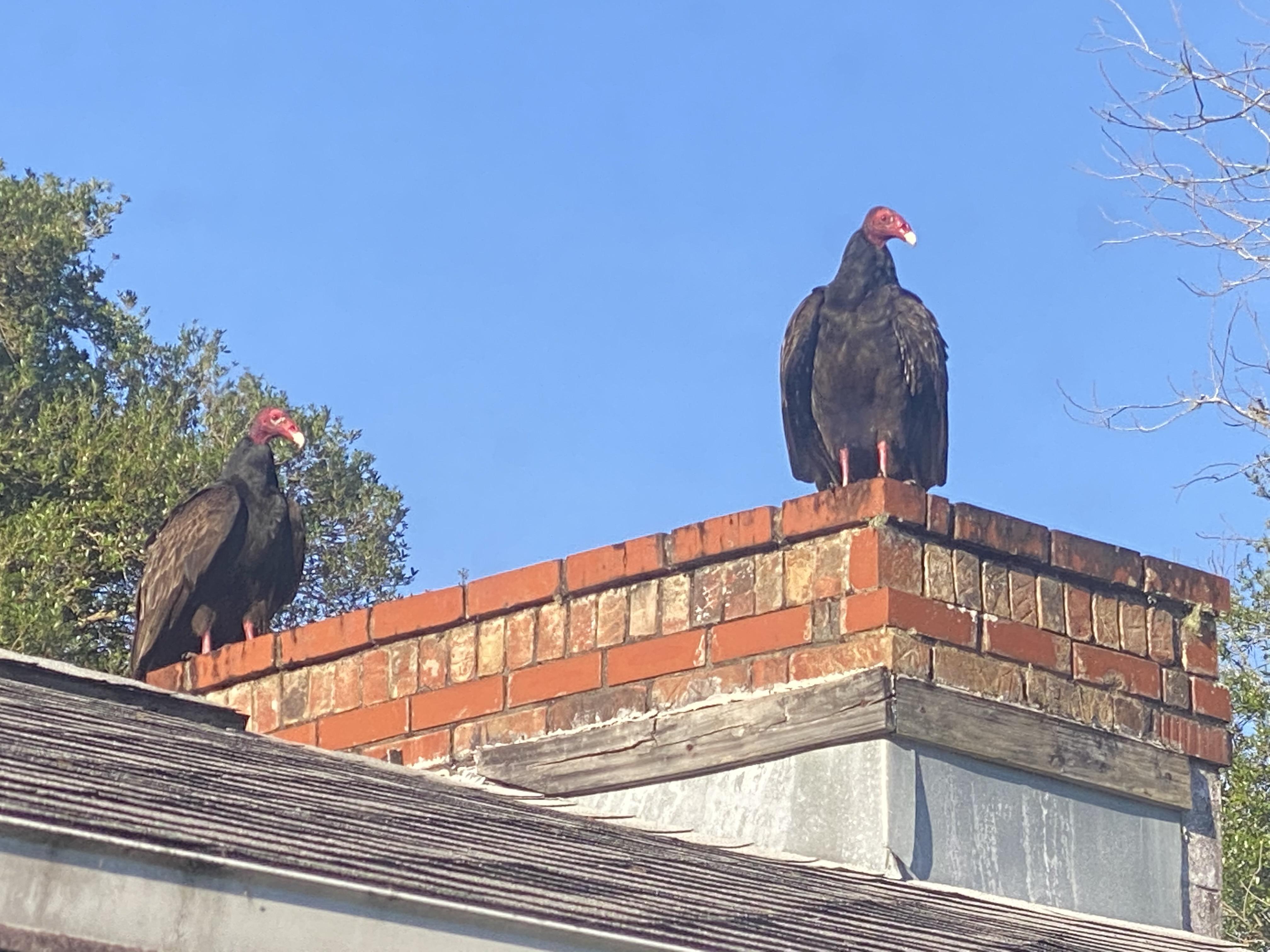 These two turkey buzzards. r/pics