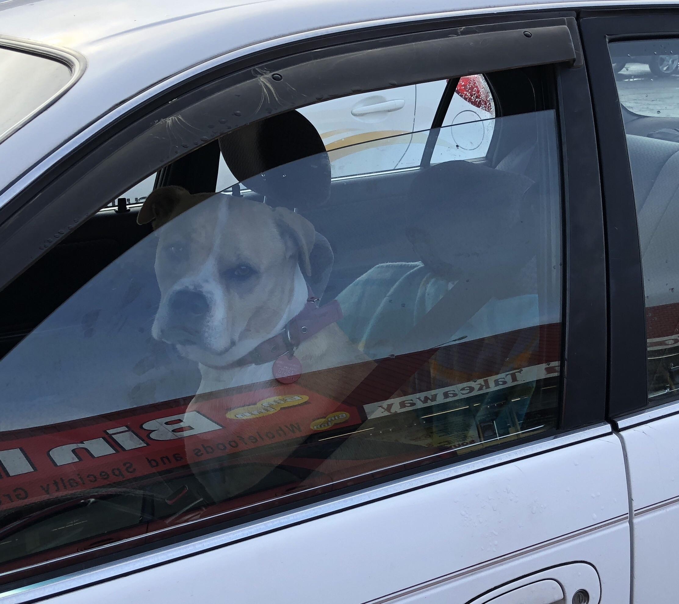 This responsible dog stays in the car with his seatbelt on. r/likeus