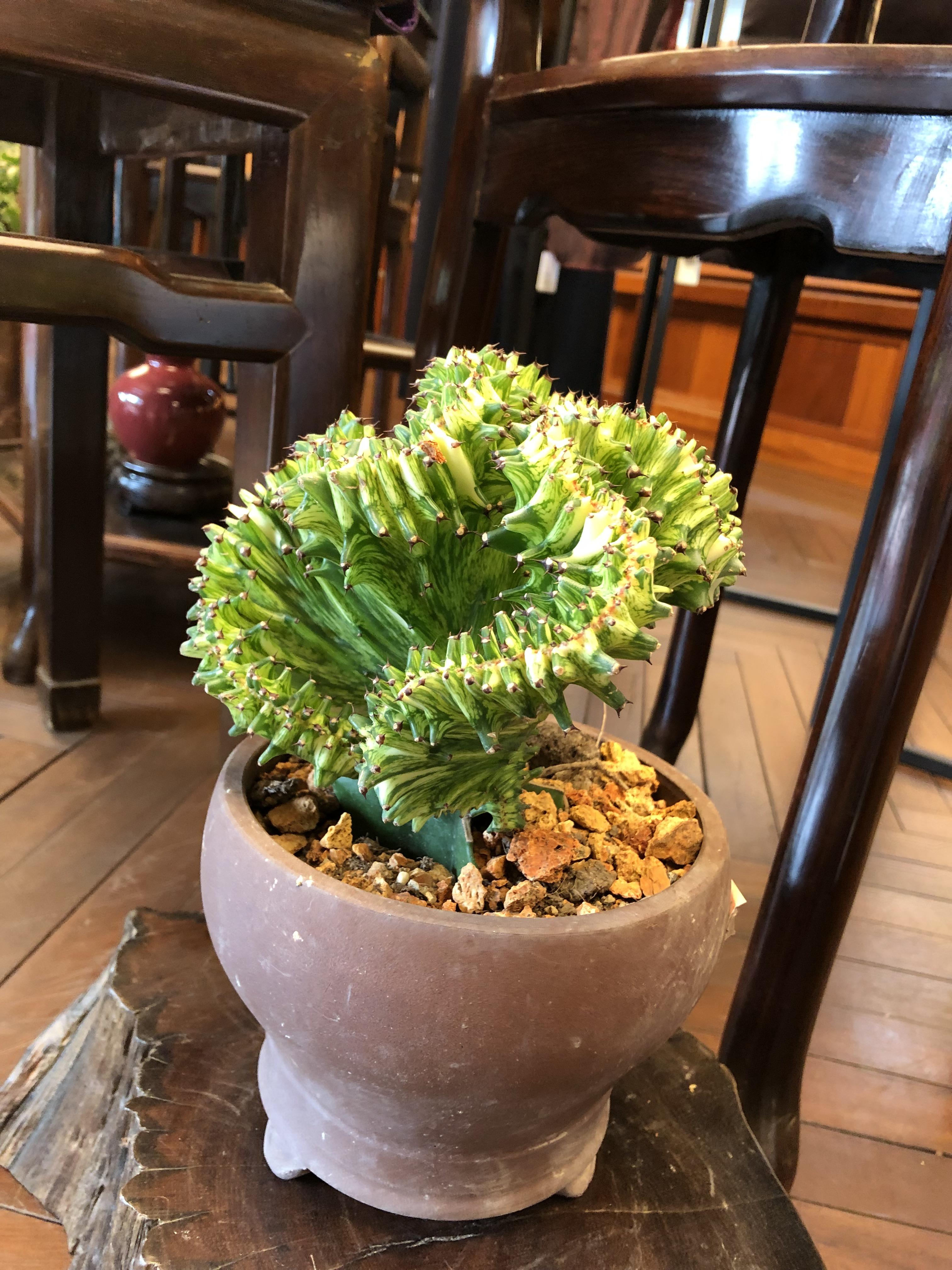 Found this plant in a garden in Hong Kong. What is it? r/whatsthisplant