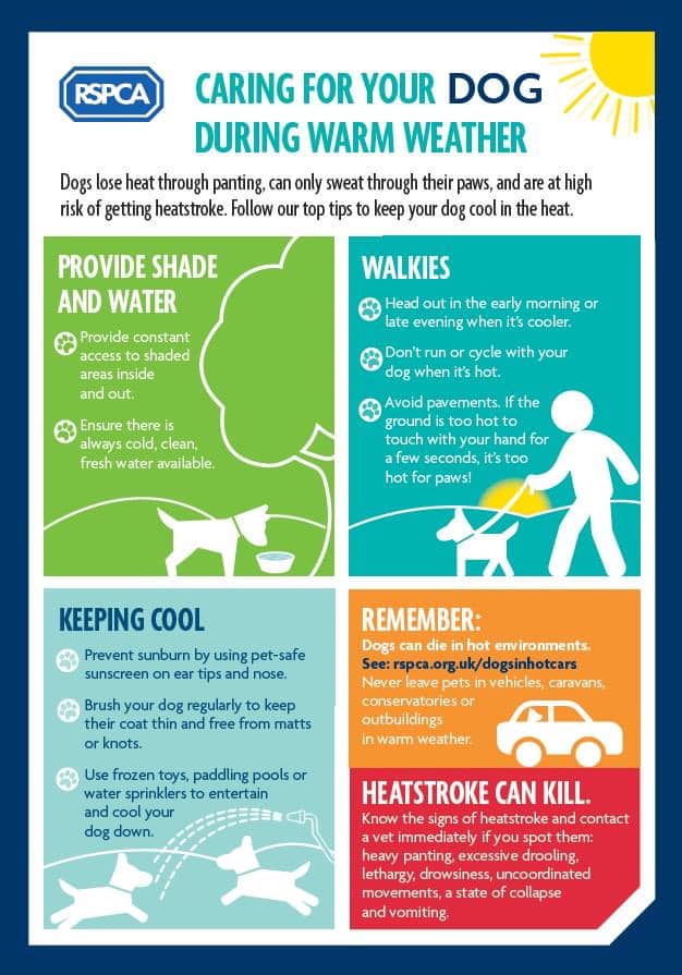 Caring For Your Dog During Warm Weather r/amstobared