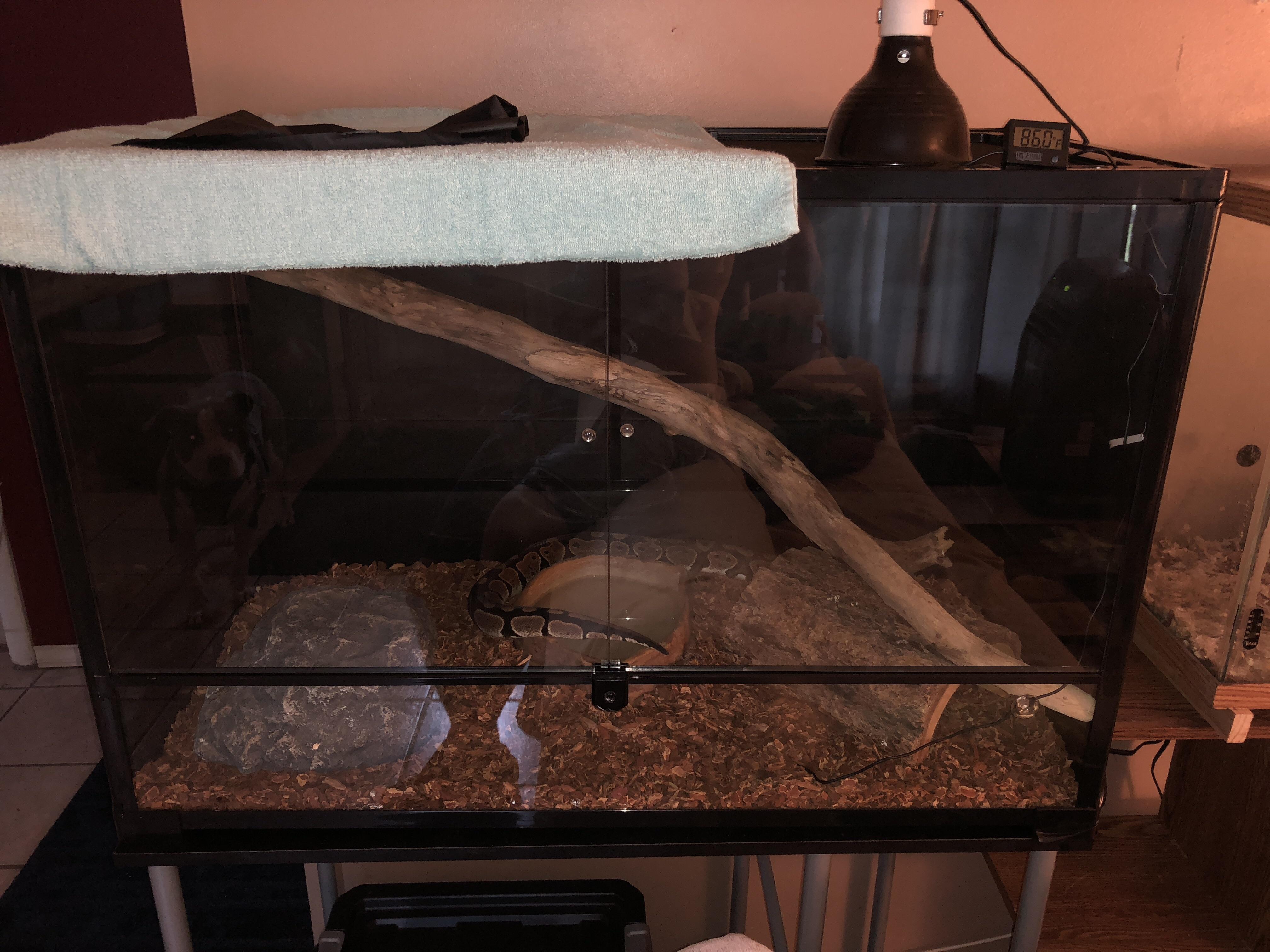 New setup for adult ball python r/ballpython