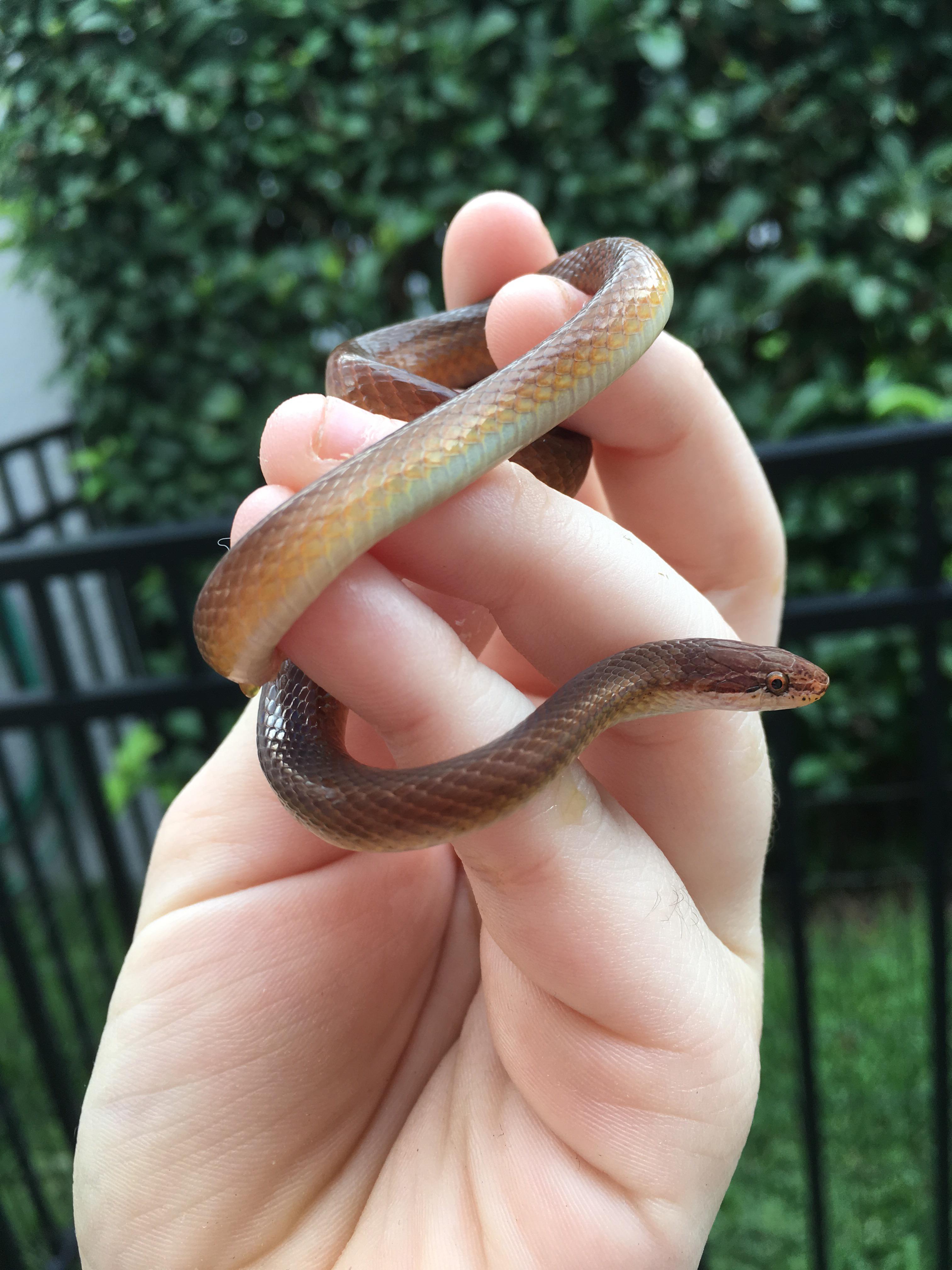 Little baby rat snake I found in my succulent garden today r/herpetology