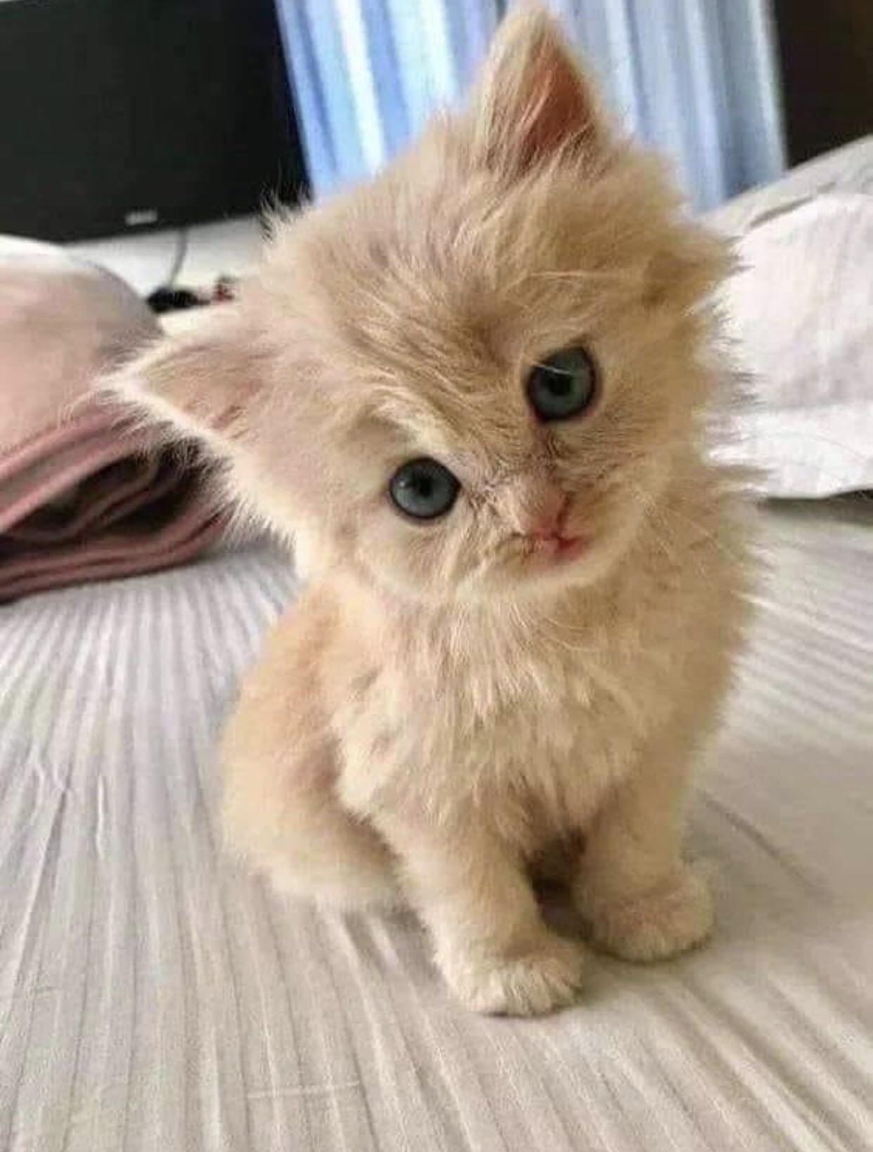 Cute baby???????????? r/kittens