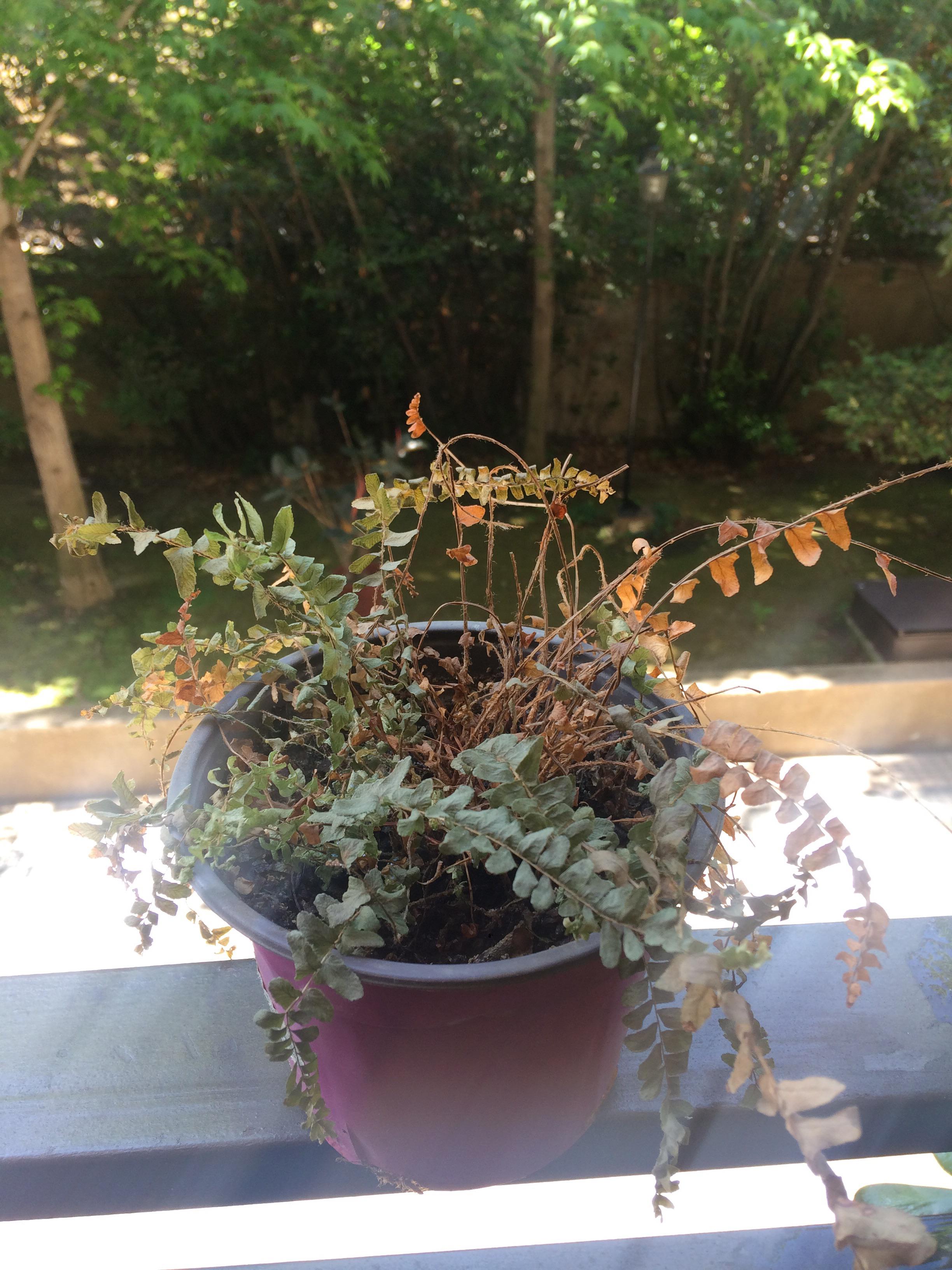 I need to bring this plant back to life, or at least reseed with it