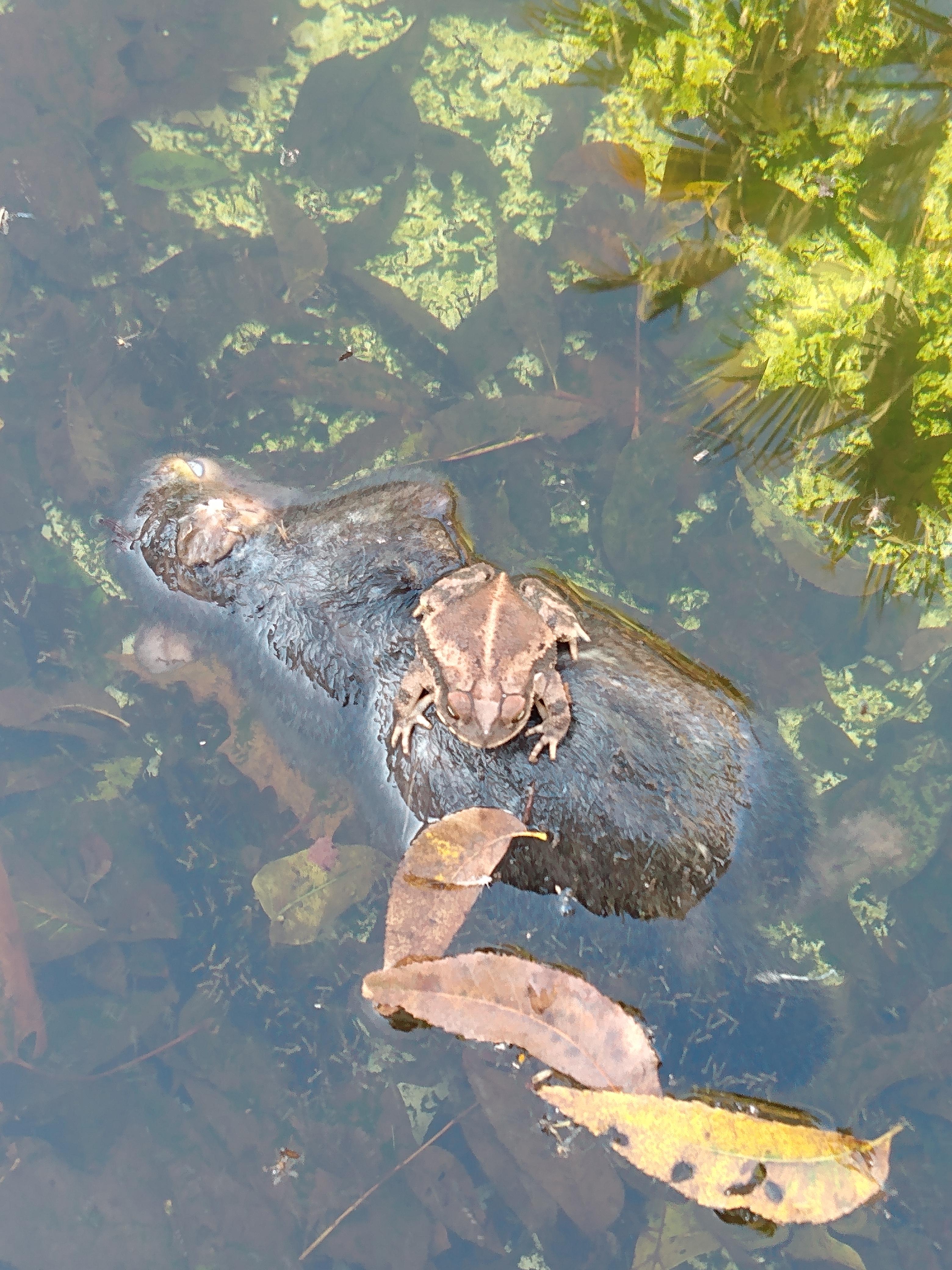Found a live frog floating on a dead squirrel carcass in a customer's