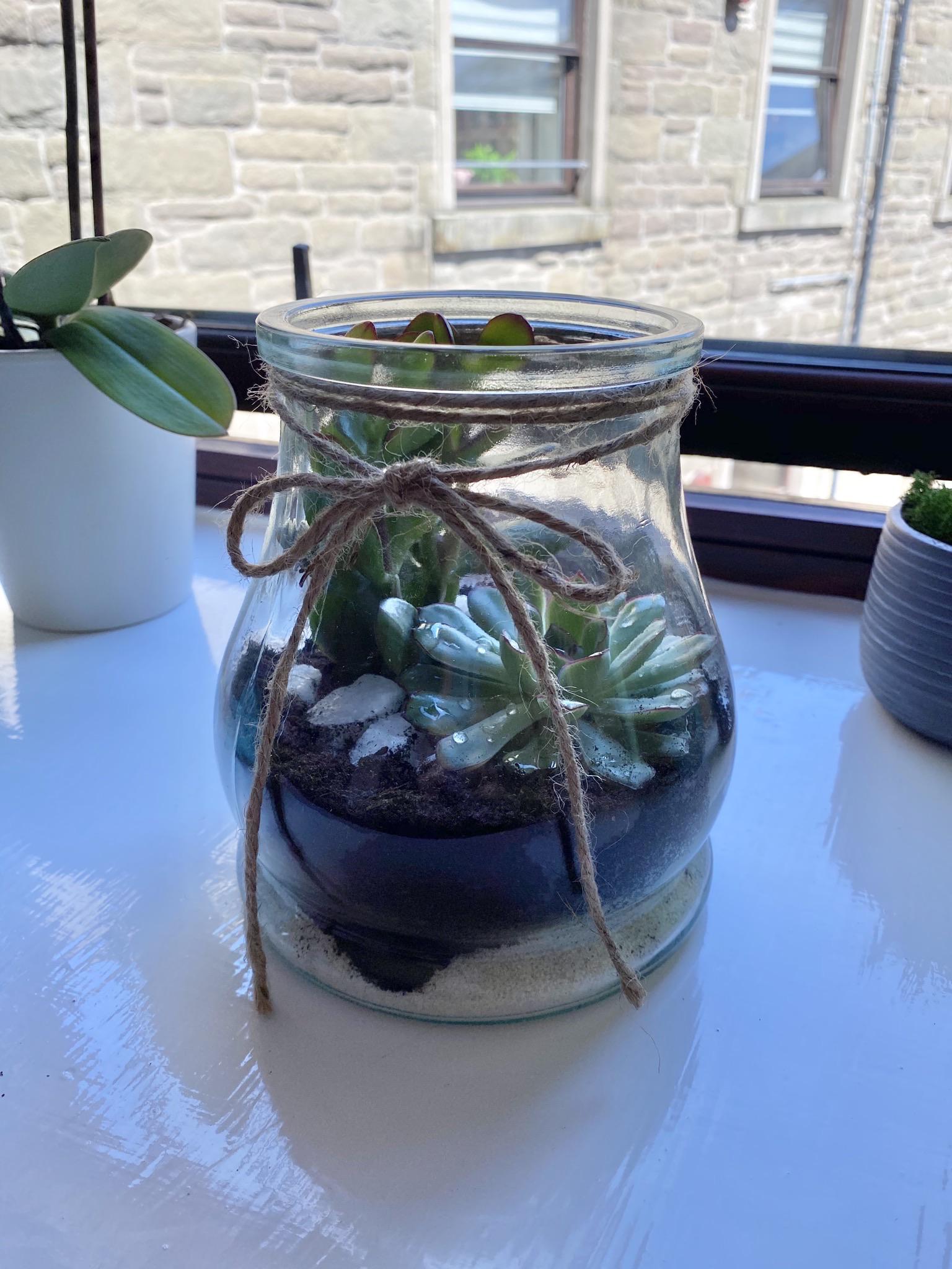 UK people Lidl have these cute terrariums for £5 🤩 r/plants