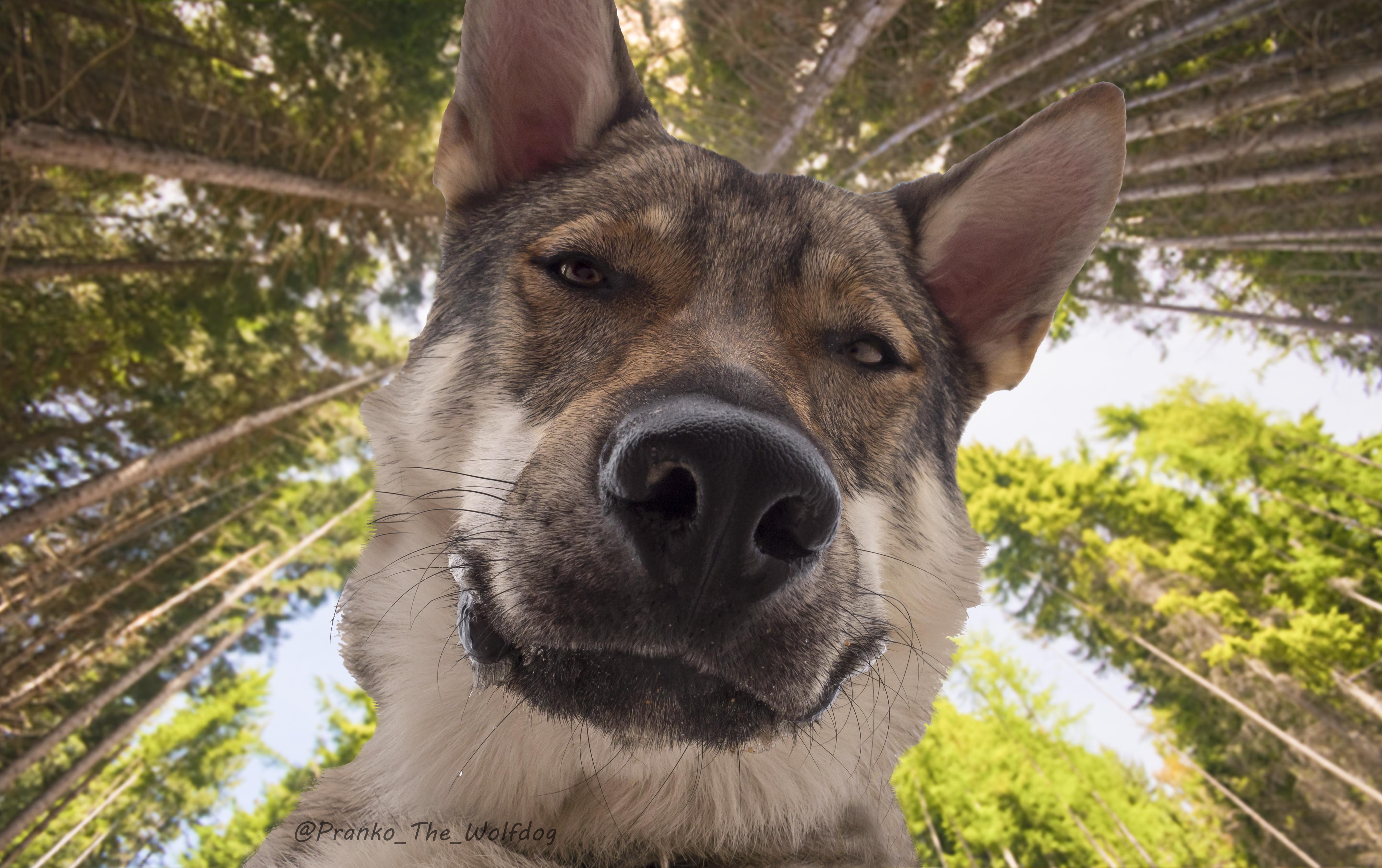 My dog accidentally took a selfie r/pics