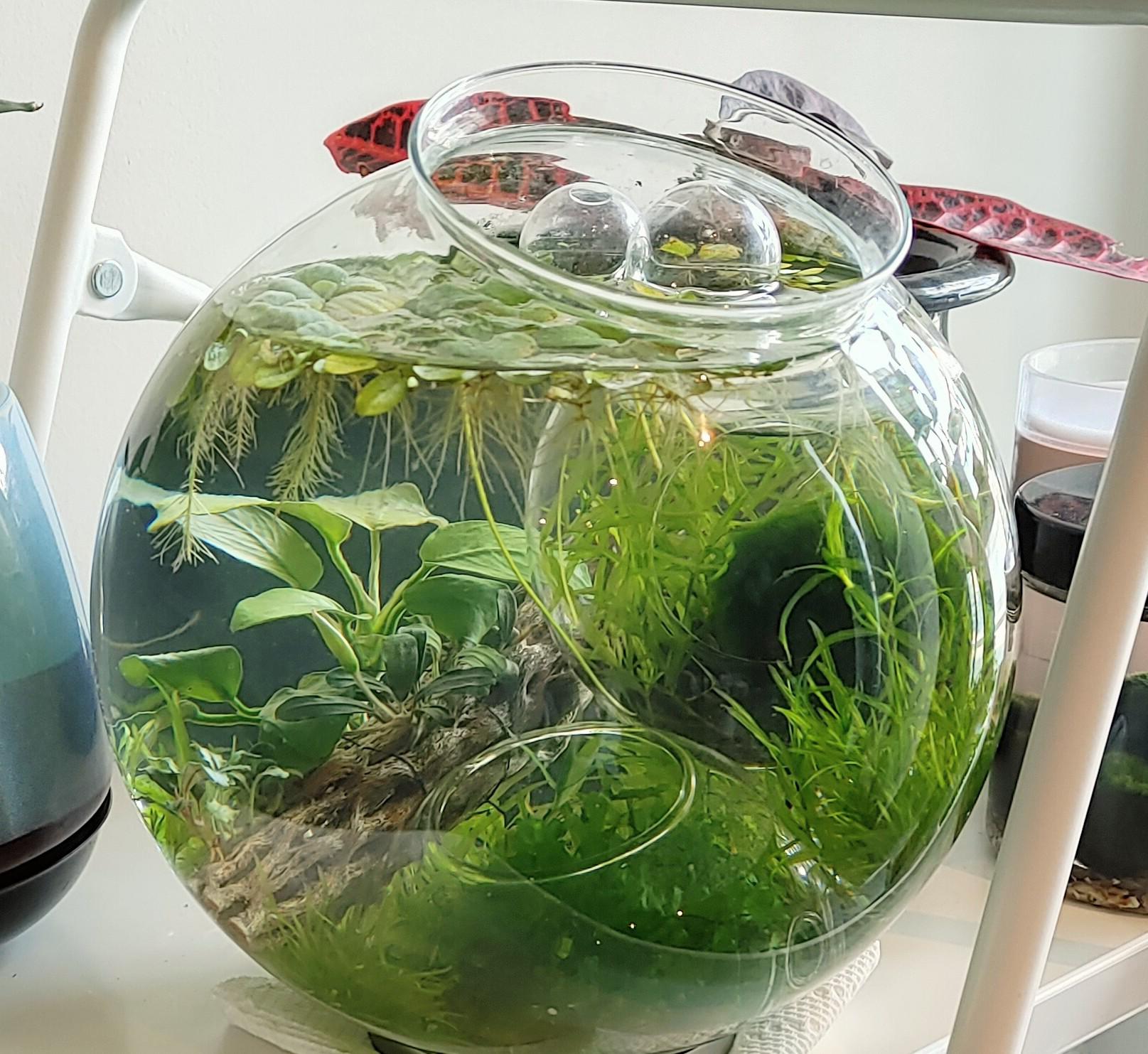 My 1 month old 1 gallon nano shrimp tank! r/walstad