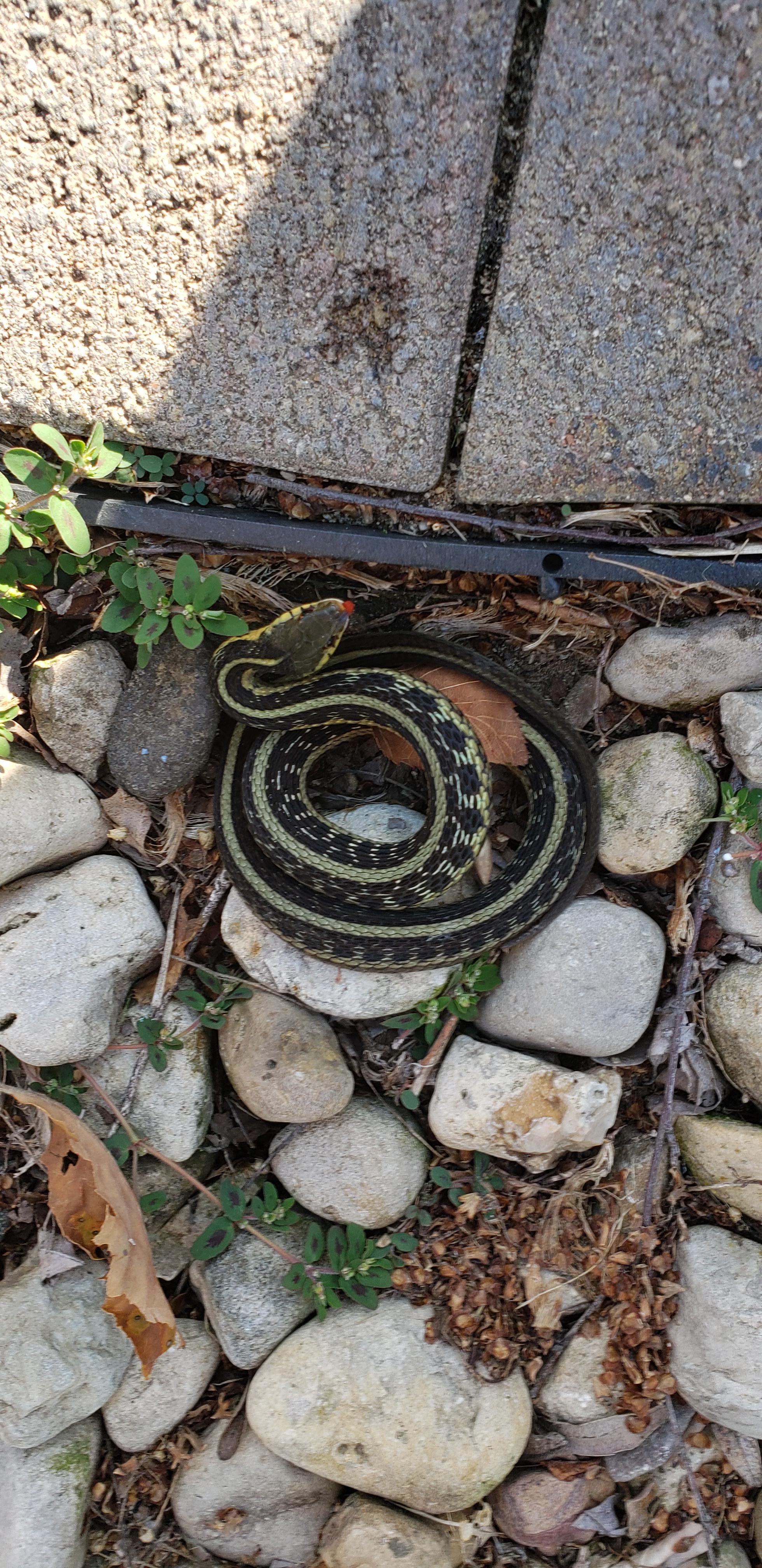 What type of Garter Snake is this? Daughter wants to keep it as a pet