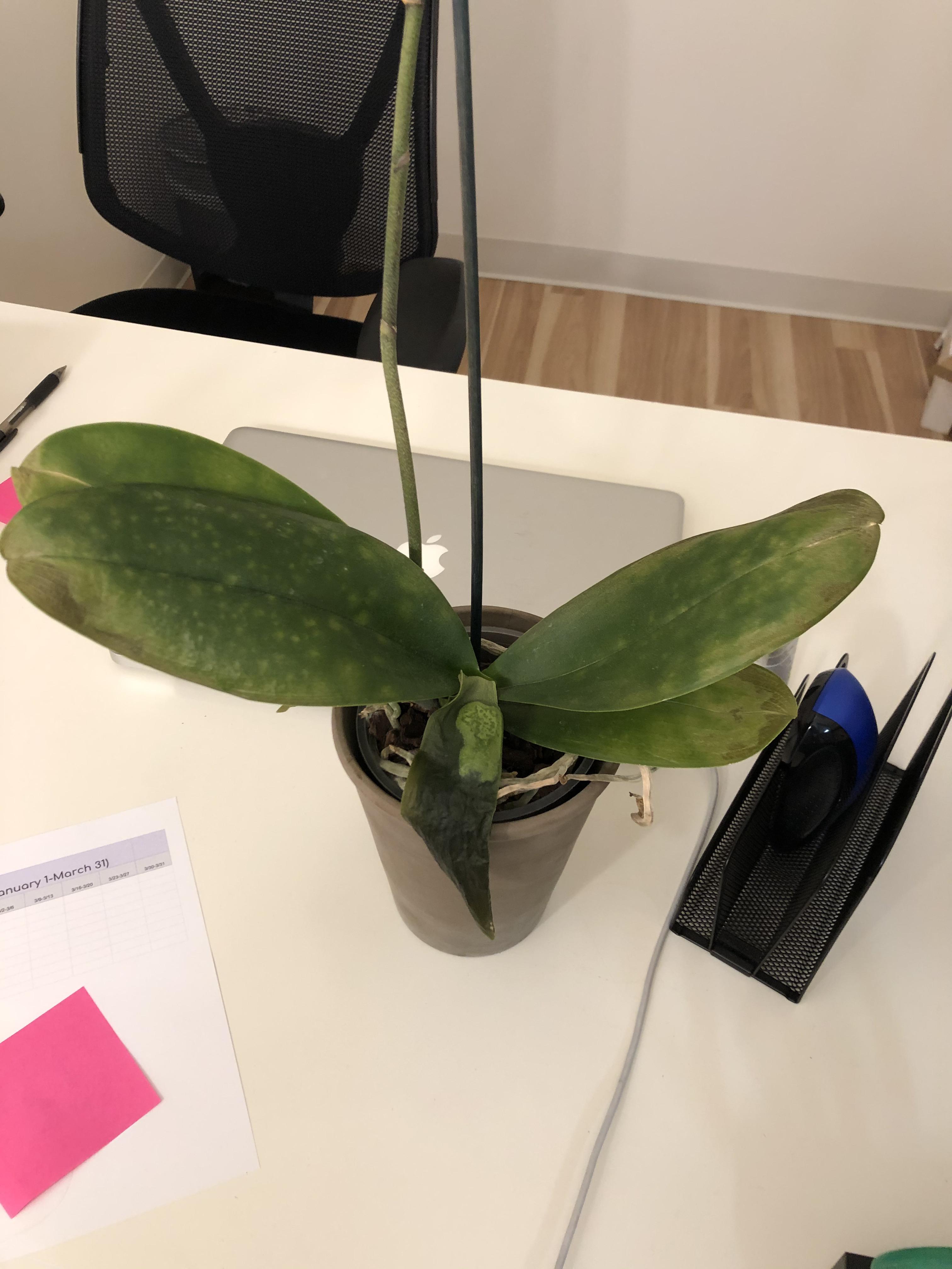 Company just moved to a new office, and my coworker’s orchid is really