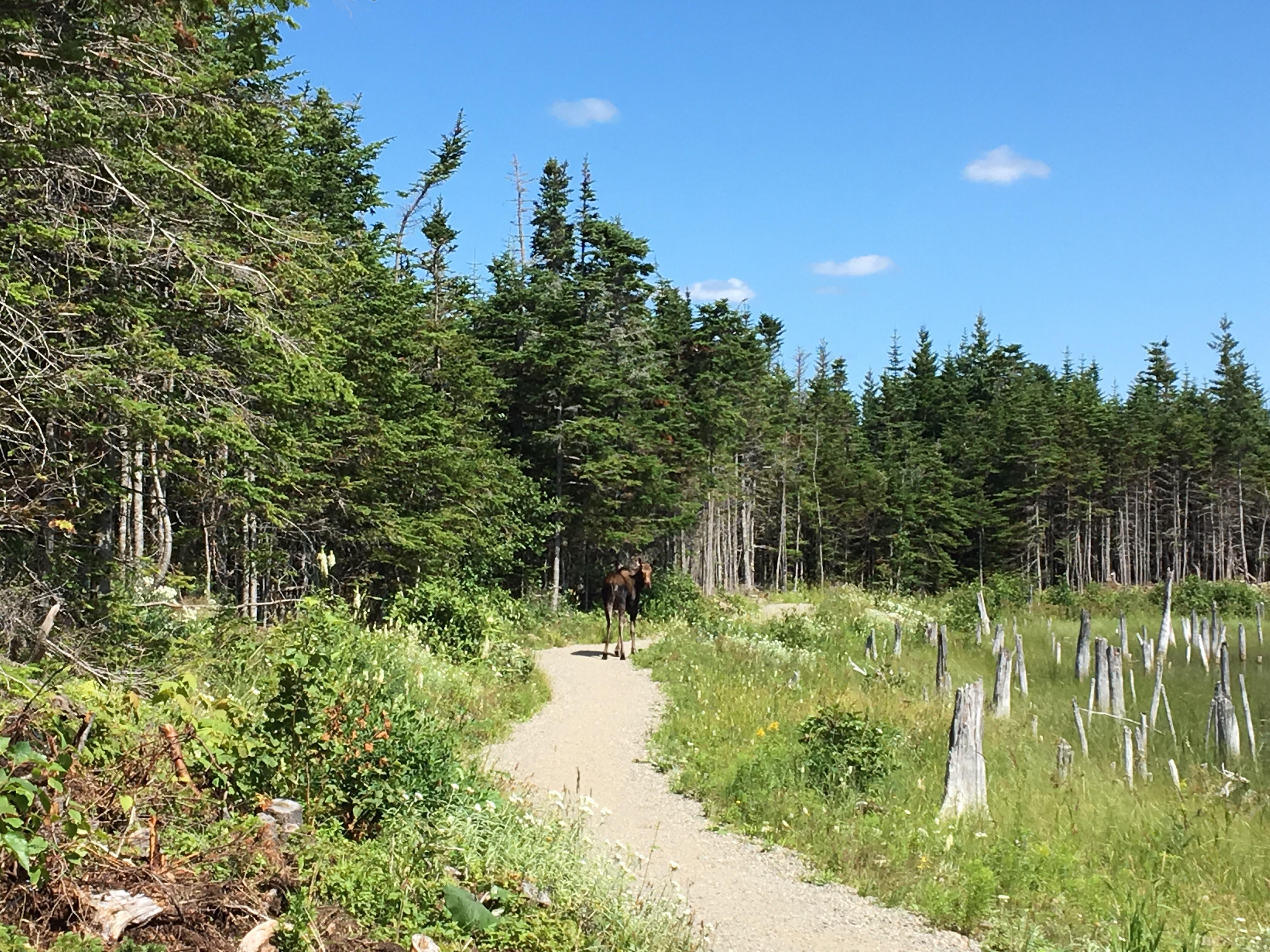 Everyone was out walking the trail at Ned’s Pond yesterday r/newfoundland
