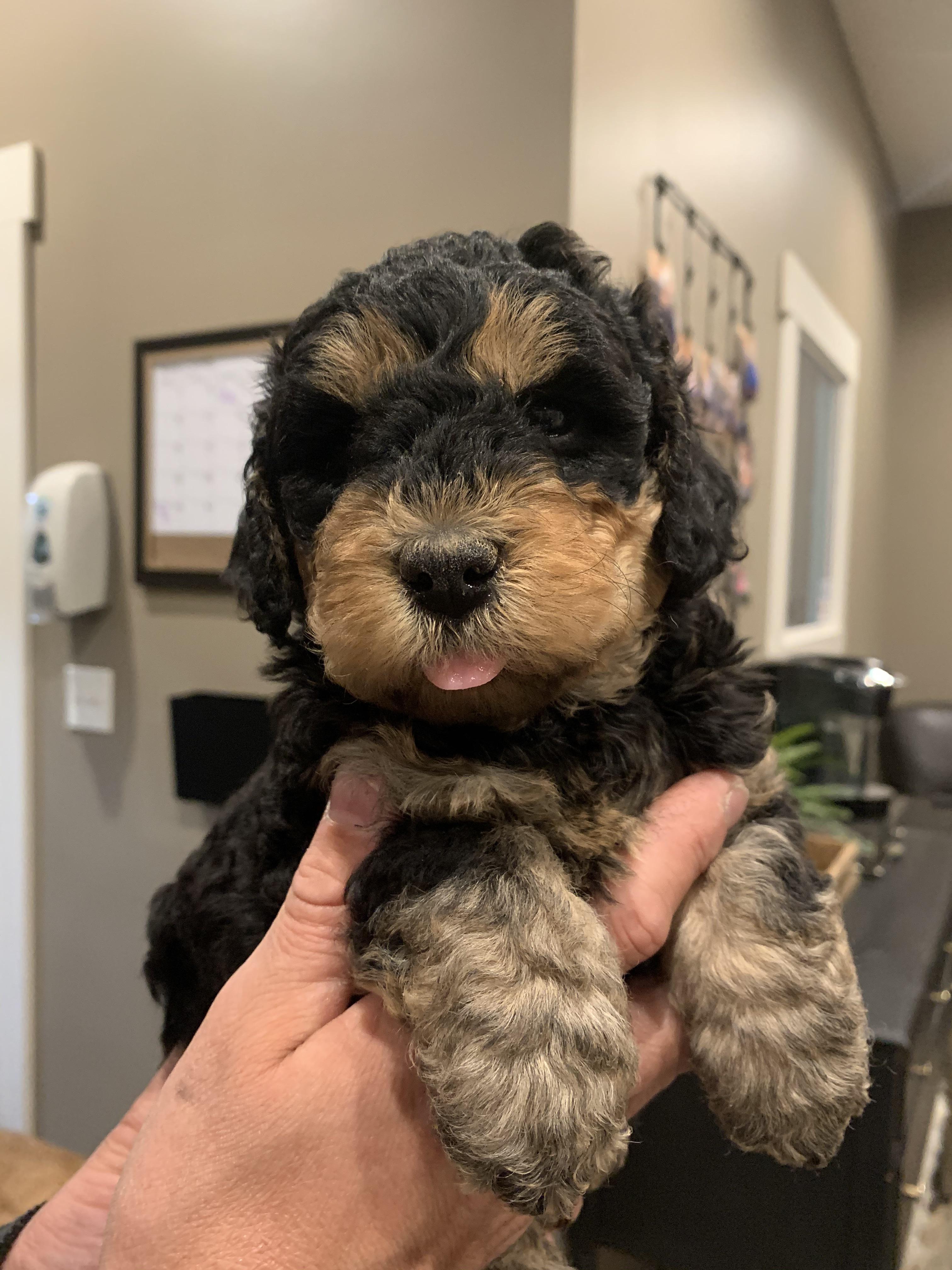 Bernedoodle coming home soon. Any things you found helpful to buy for
