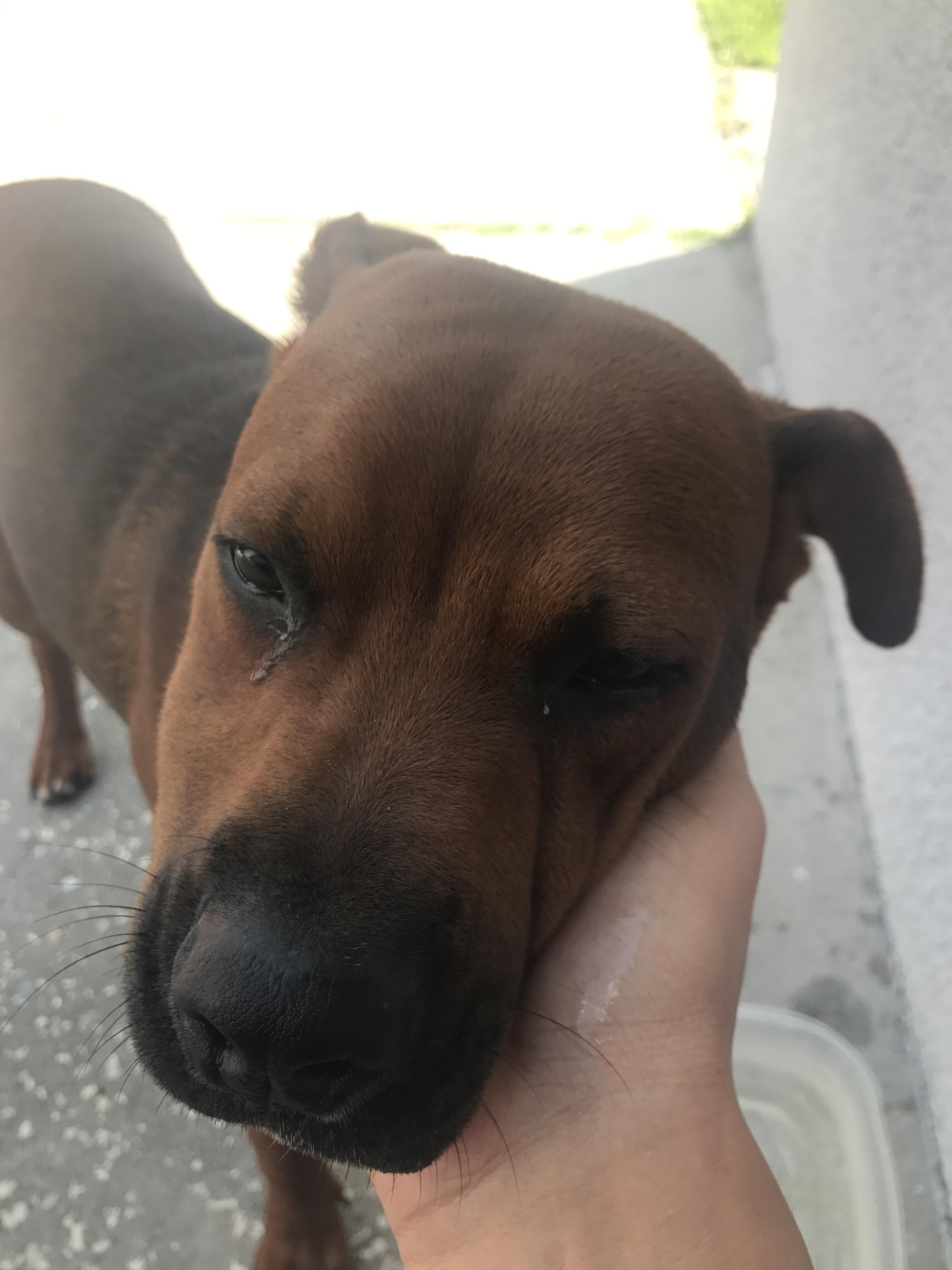 Found dog near downtown Orlando r/orlando