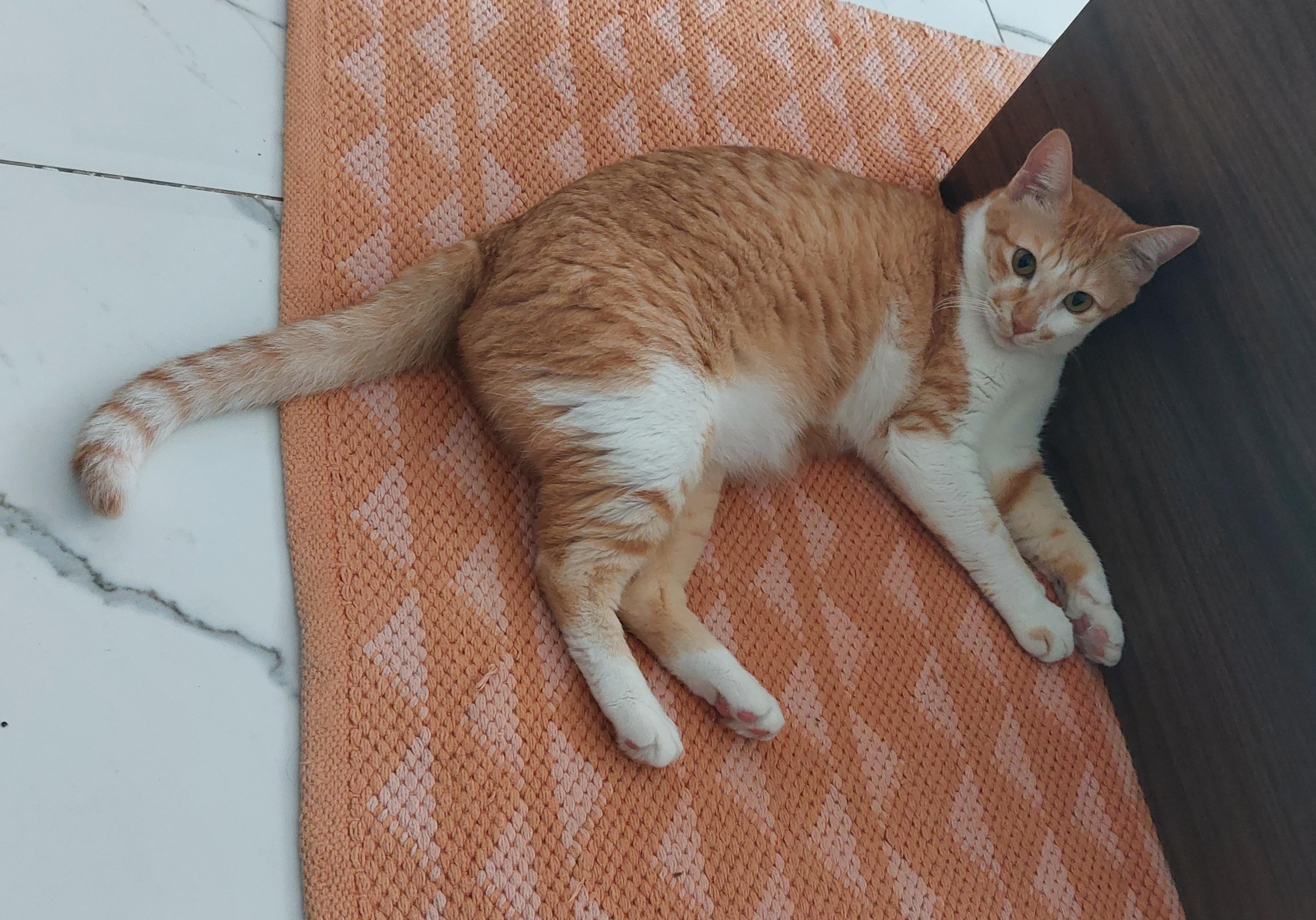 Been staying at my friend's. Her cat stares me down all day everyday