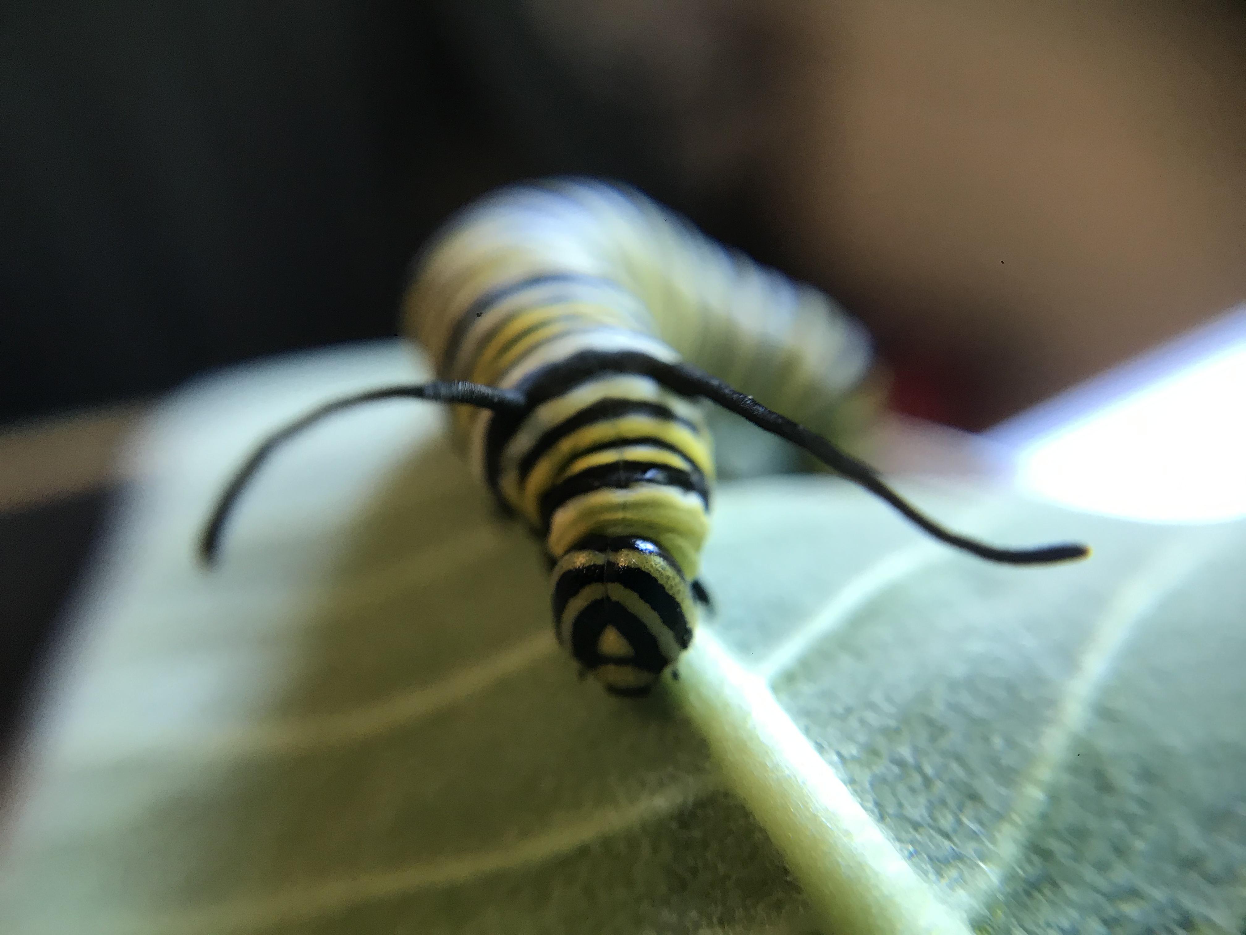 Mysterious, velvety black caterpillar, Utrecht, The Netherlands
