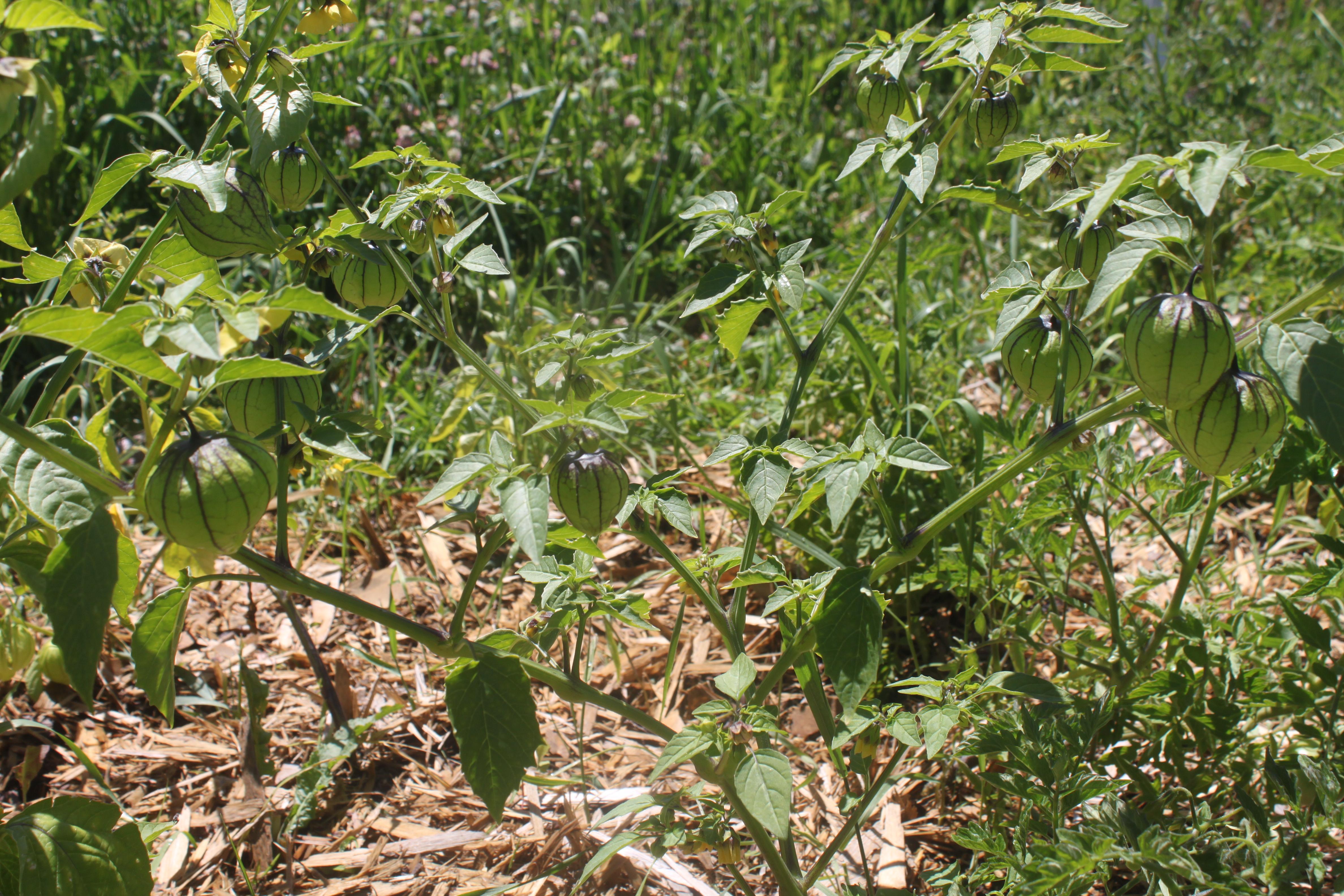 My Tomatillos have finally begun setting fruit! r/gardening