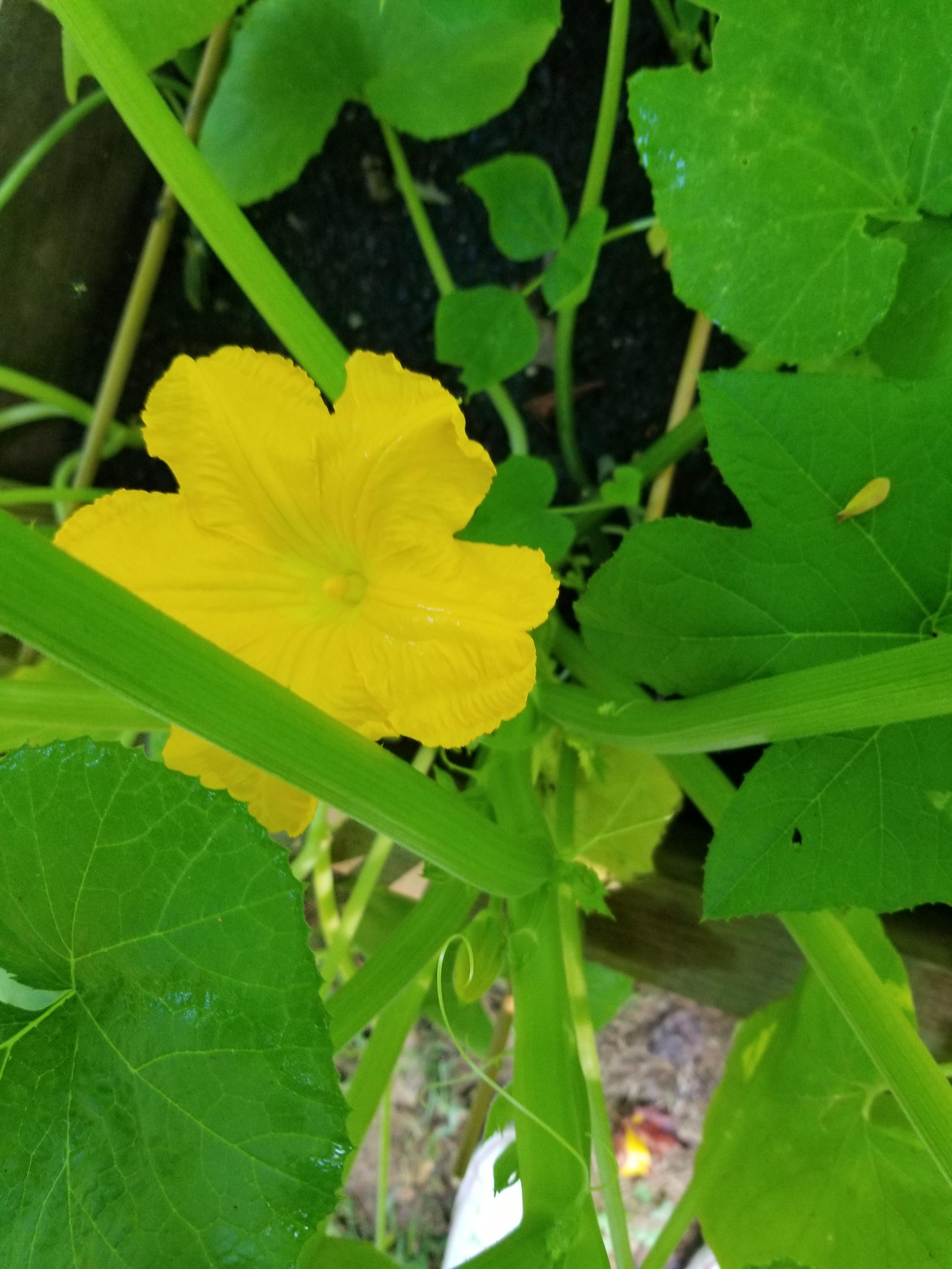 My pumpkin plant finally making a bloom! r/gardening