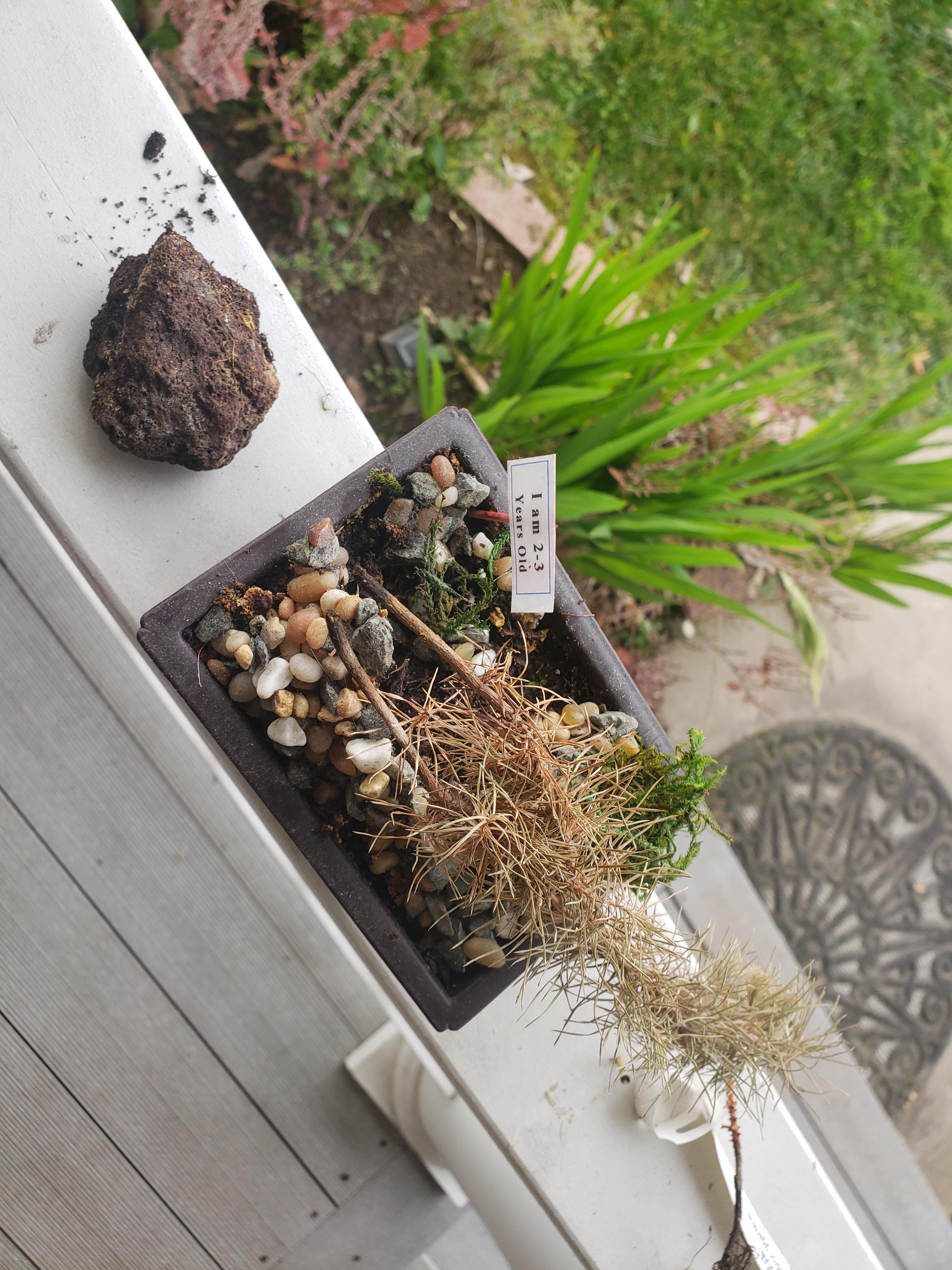 This 'bonsai plant' that was really just two sticks in the ground. Was wondering why it wasn't