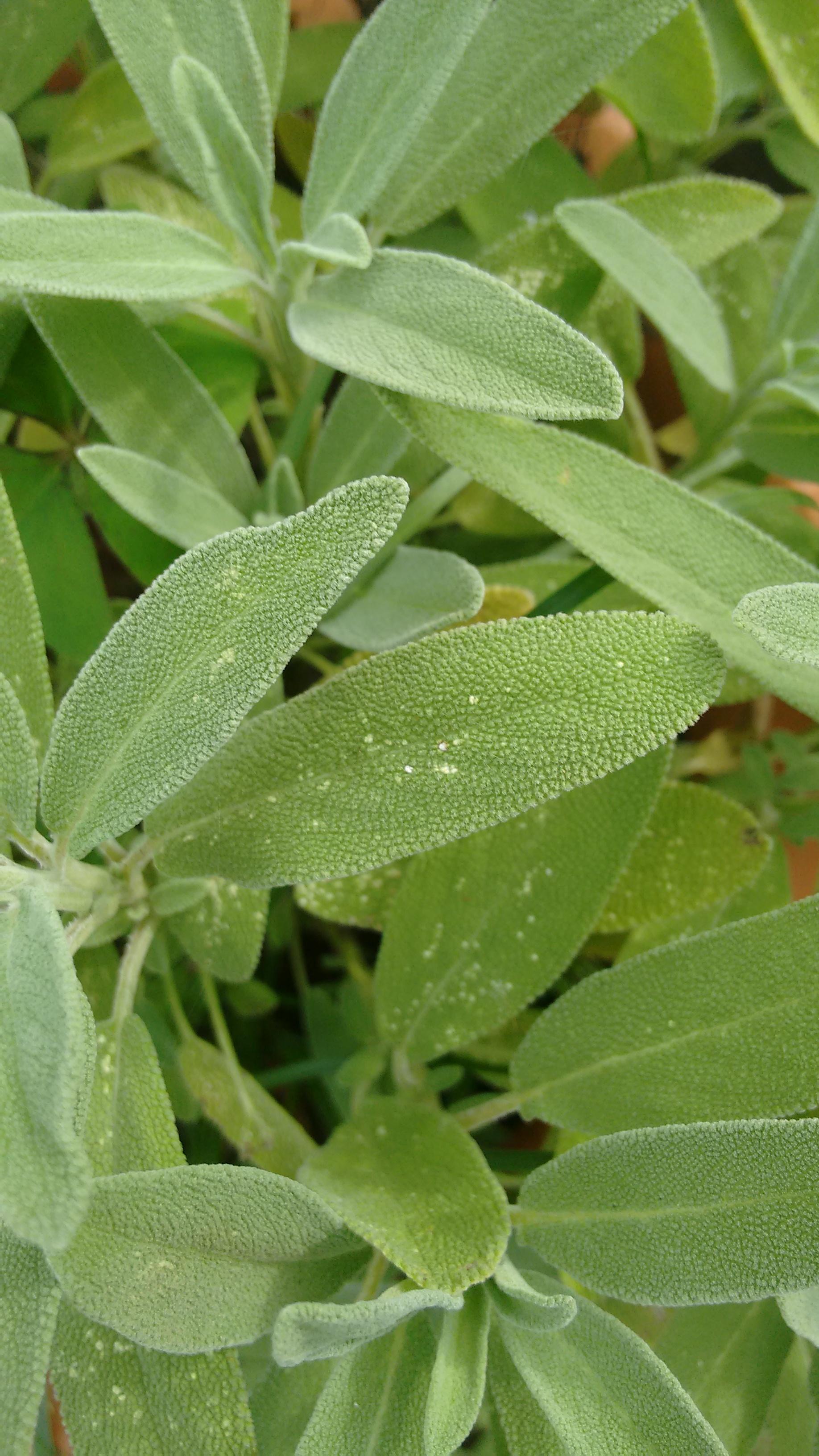 Could anyone tell me what might be happening with this sage plant? The