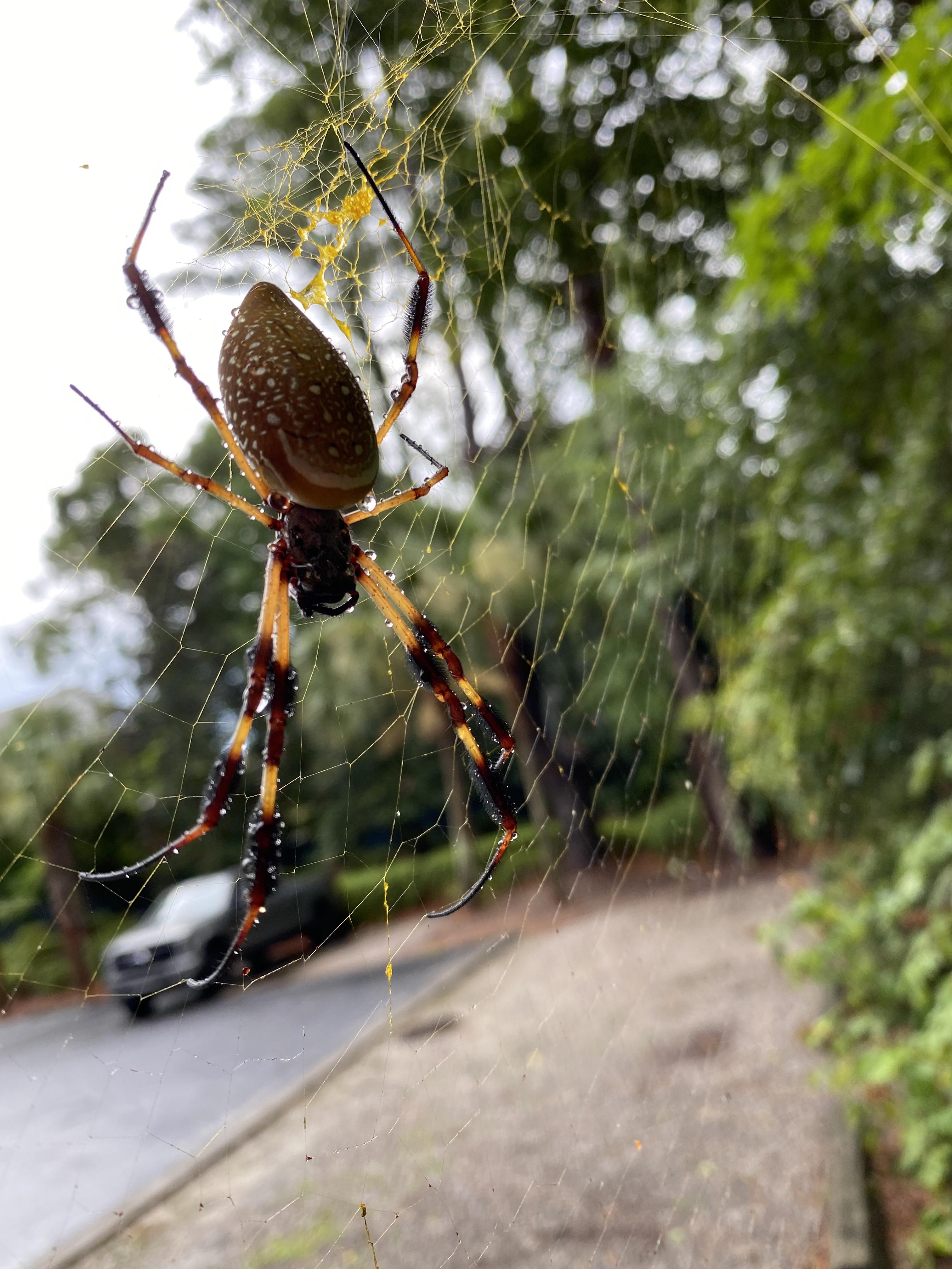 What is this big spider in South Carolina r/whatsthisbug