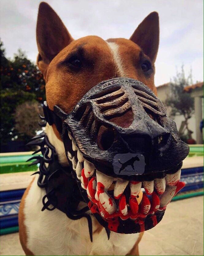 The most evil dog oddlyterrifying