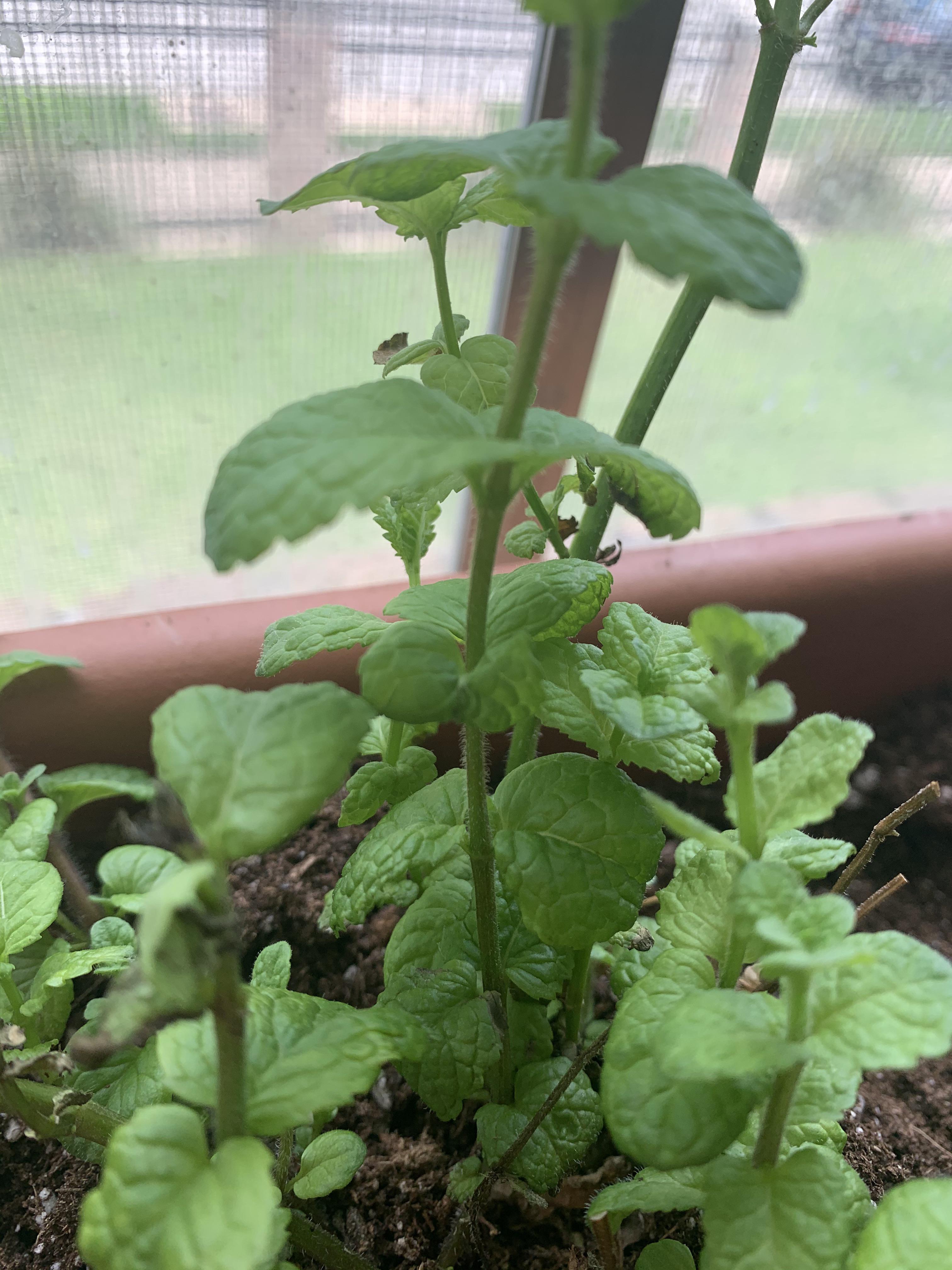 Some of my mint leaves are turning black on the edge, then die off. What should I do? Any help