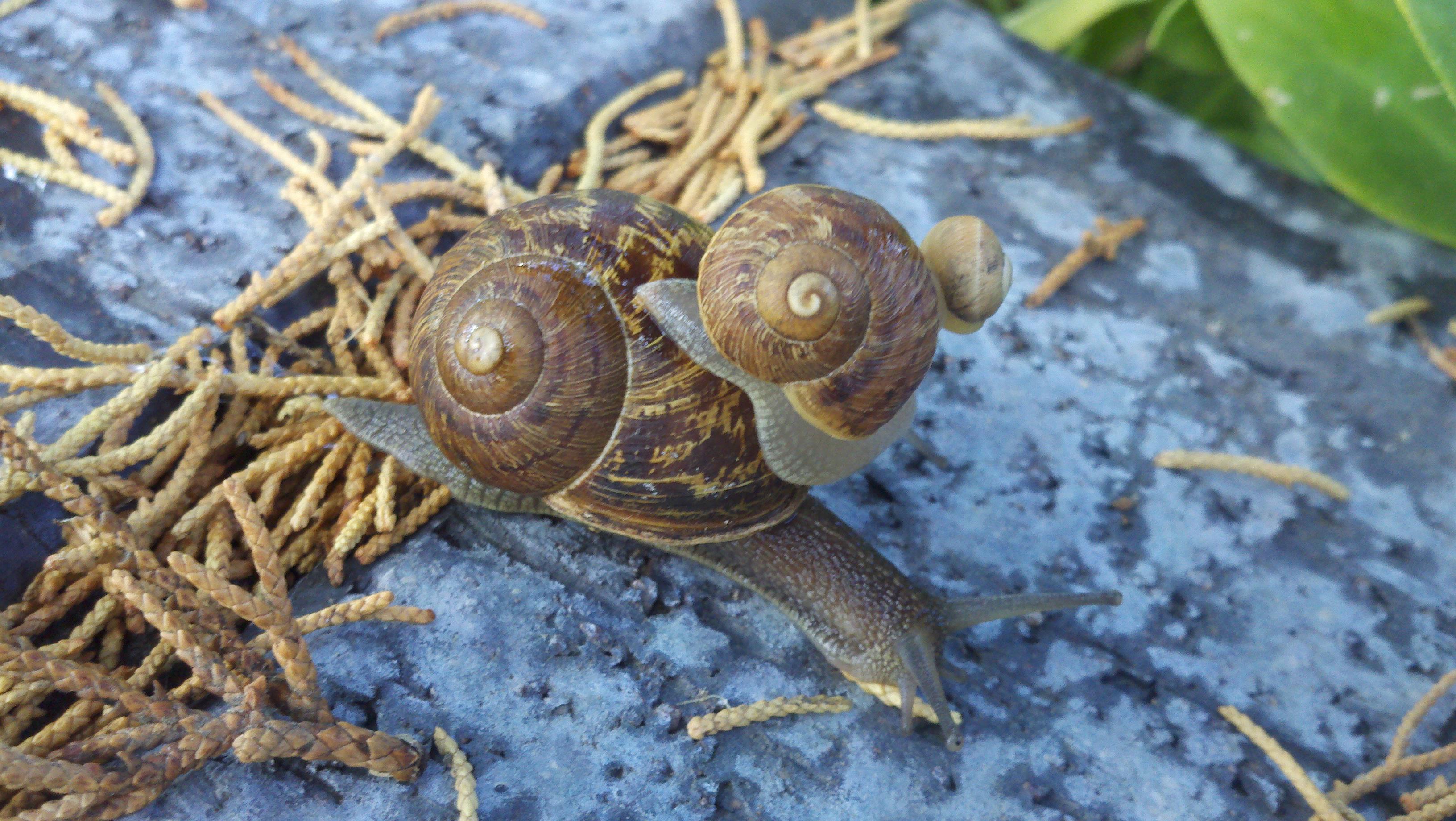 Took this picture about a decade ago... Wild snails in Southern