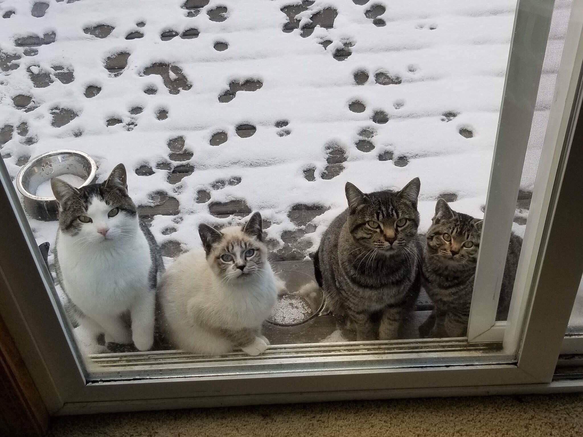 These cats came to my door every morning.. the best thing to see right