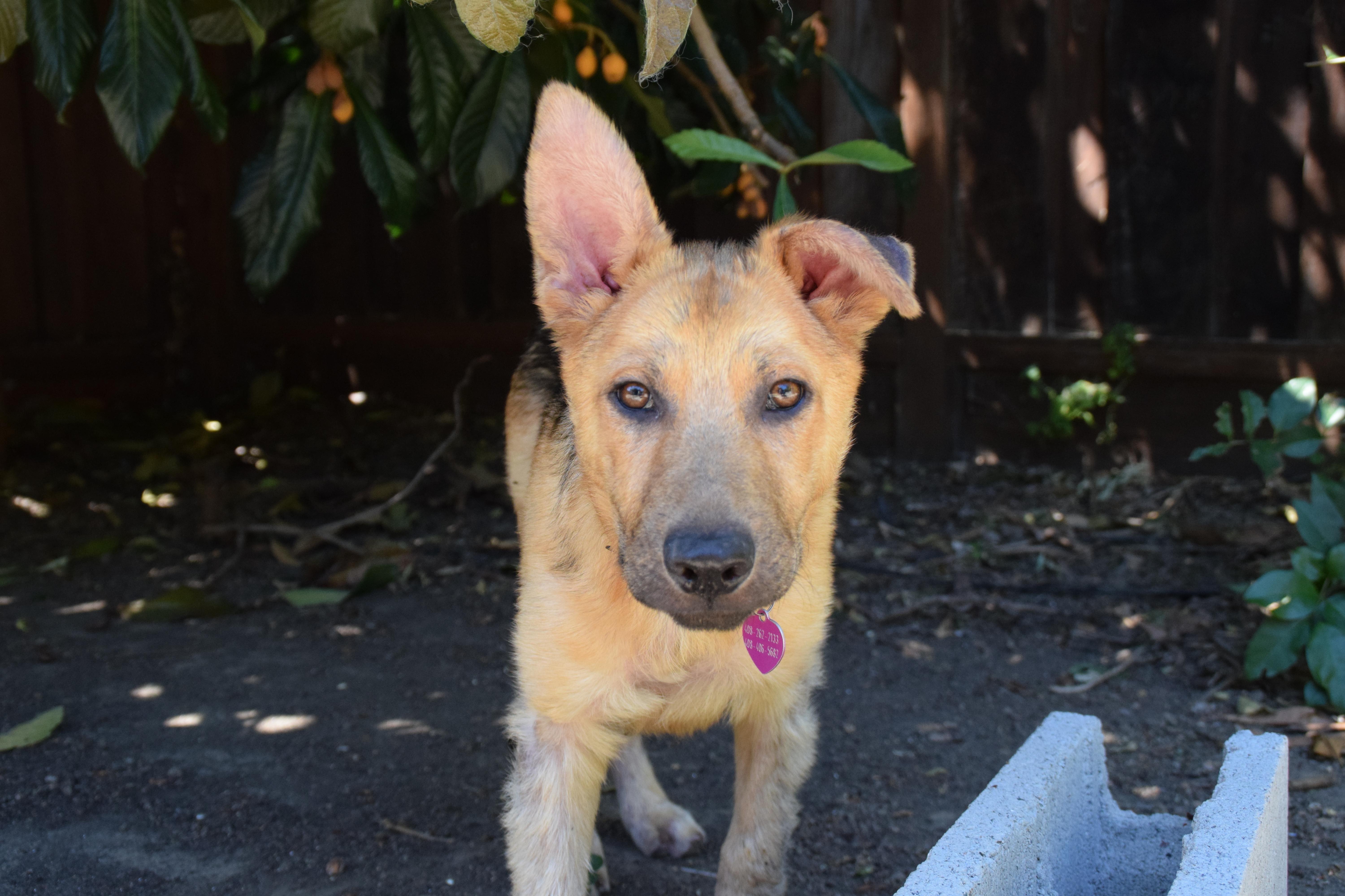 Have to return my foster pup to the Humane Society today for adoption