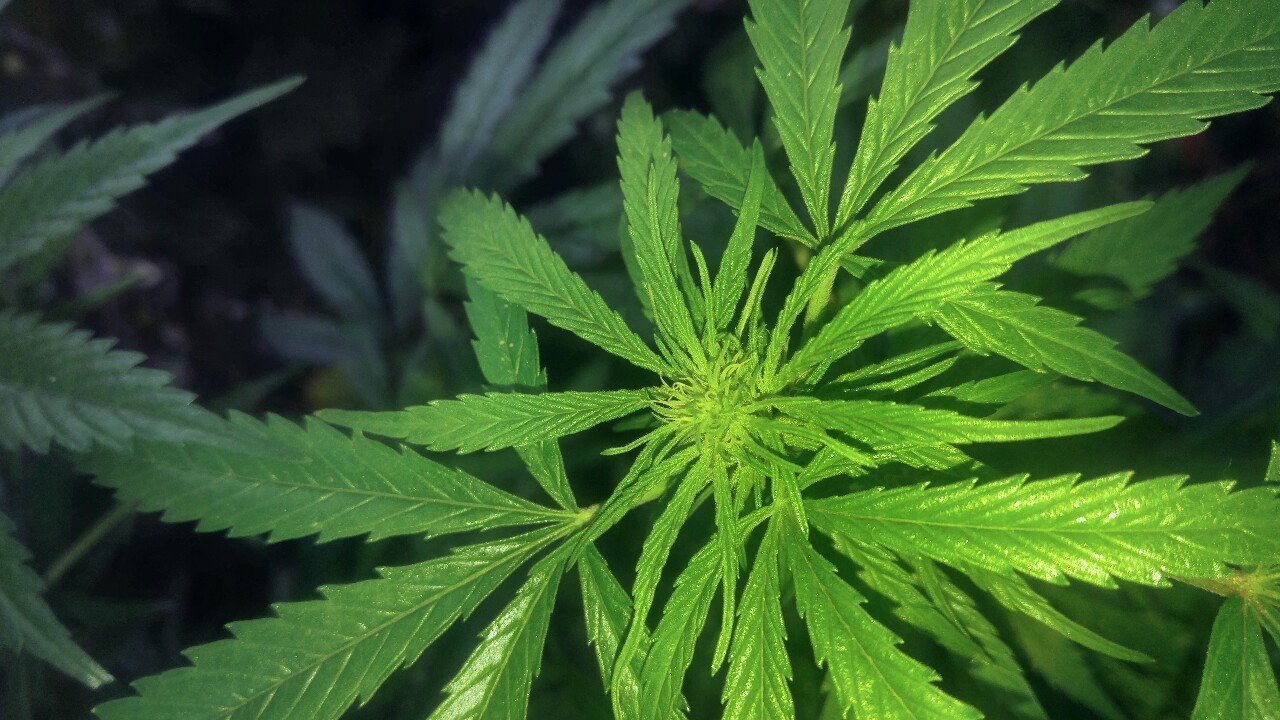 how long do i have to wait until i can harvest? will i have enough time to keep them outdoors