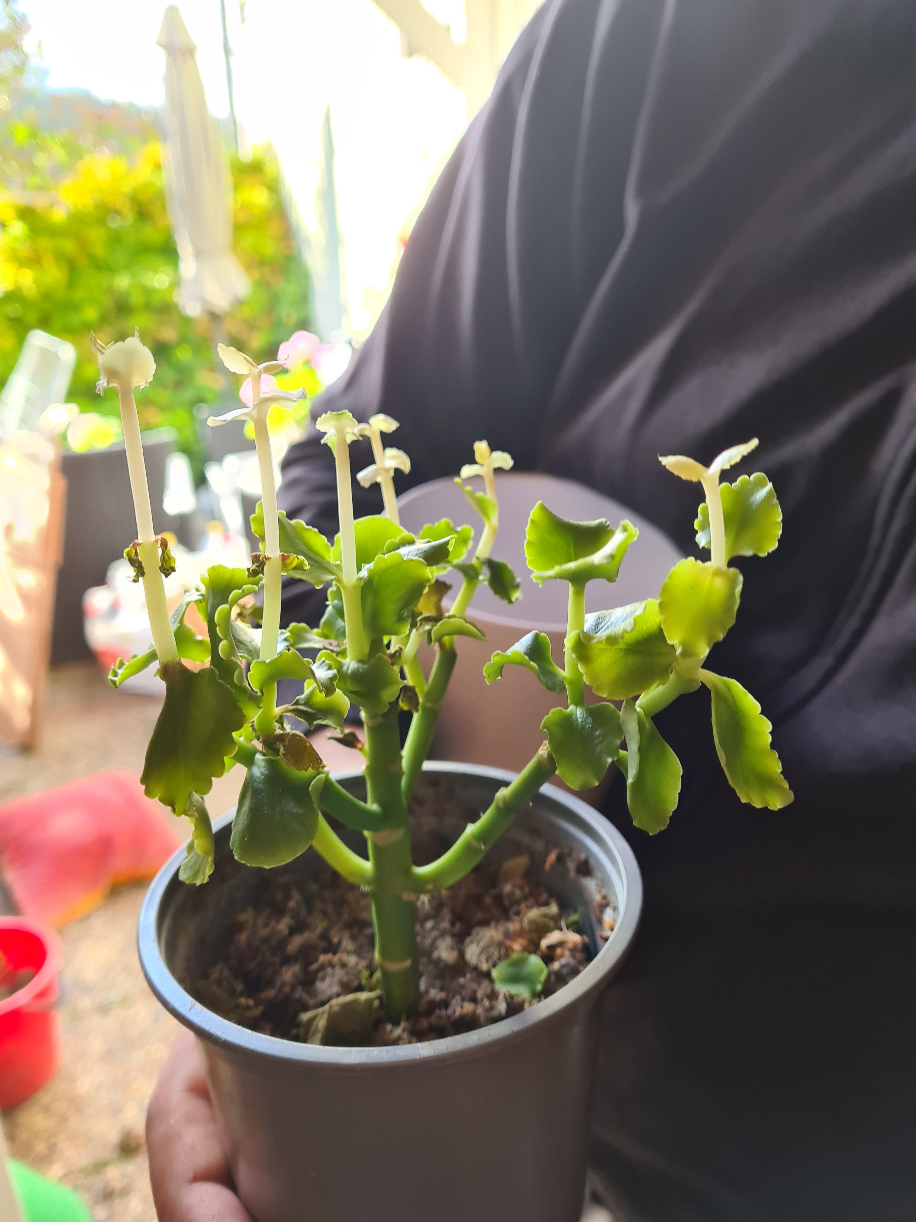 I left a wilted Kalanchoe in my outdoor storage unit for several months