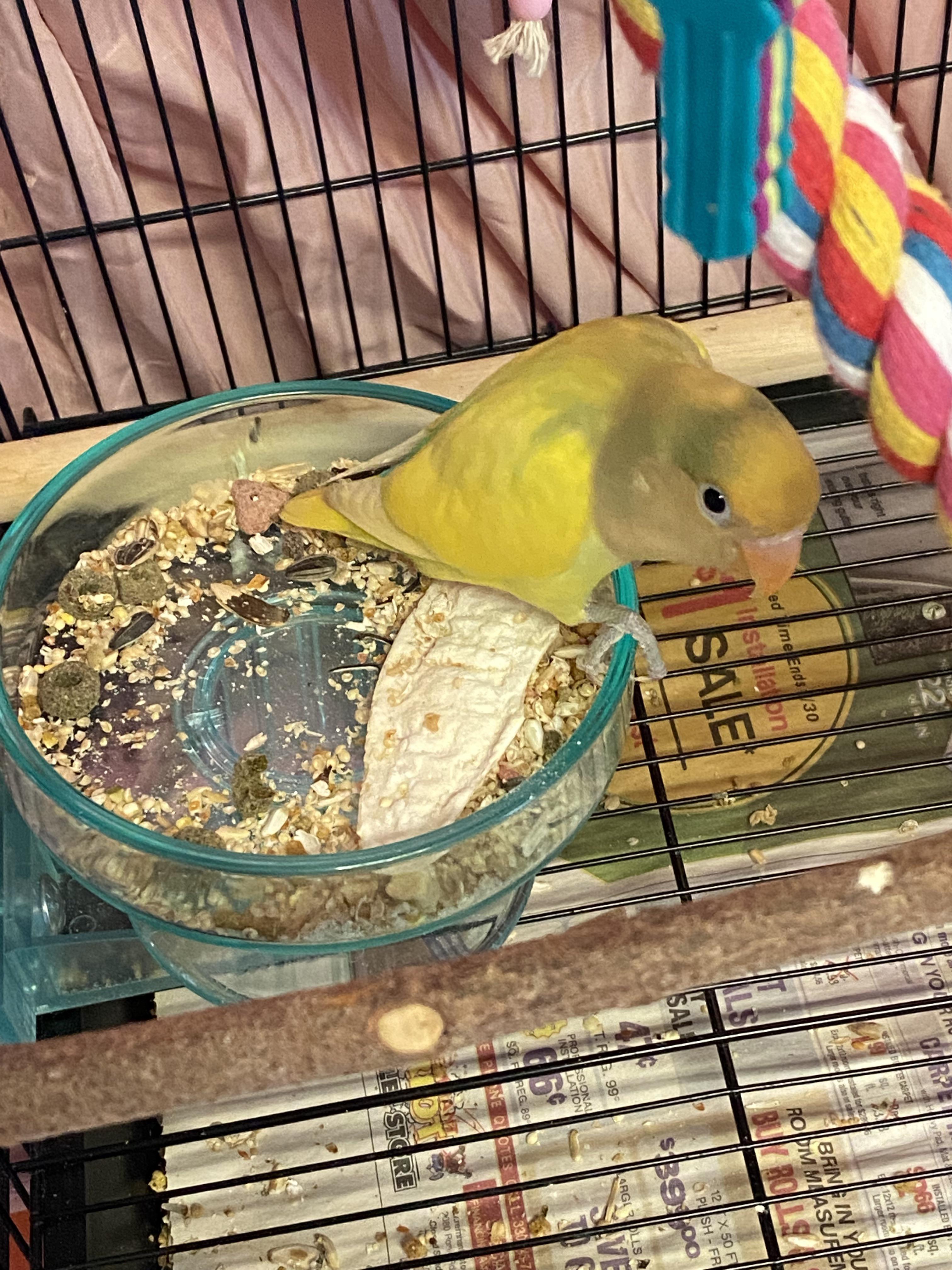 My lovebird is still scared of me but I feel bad for keeping it in its