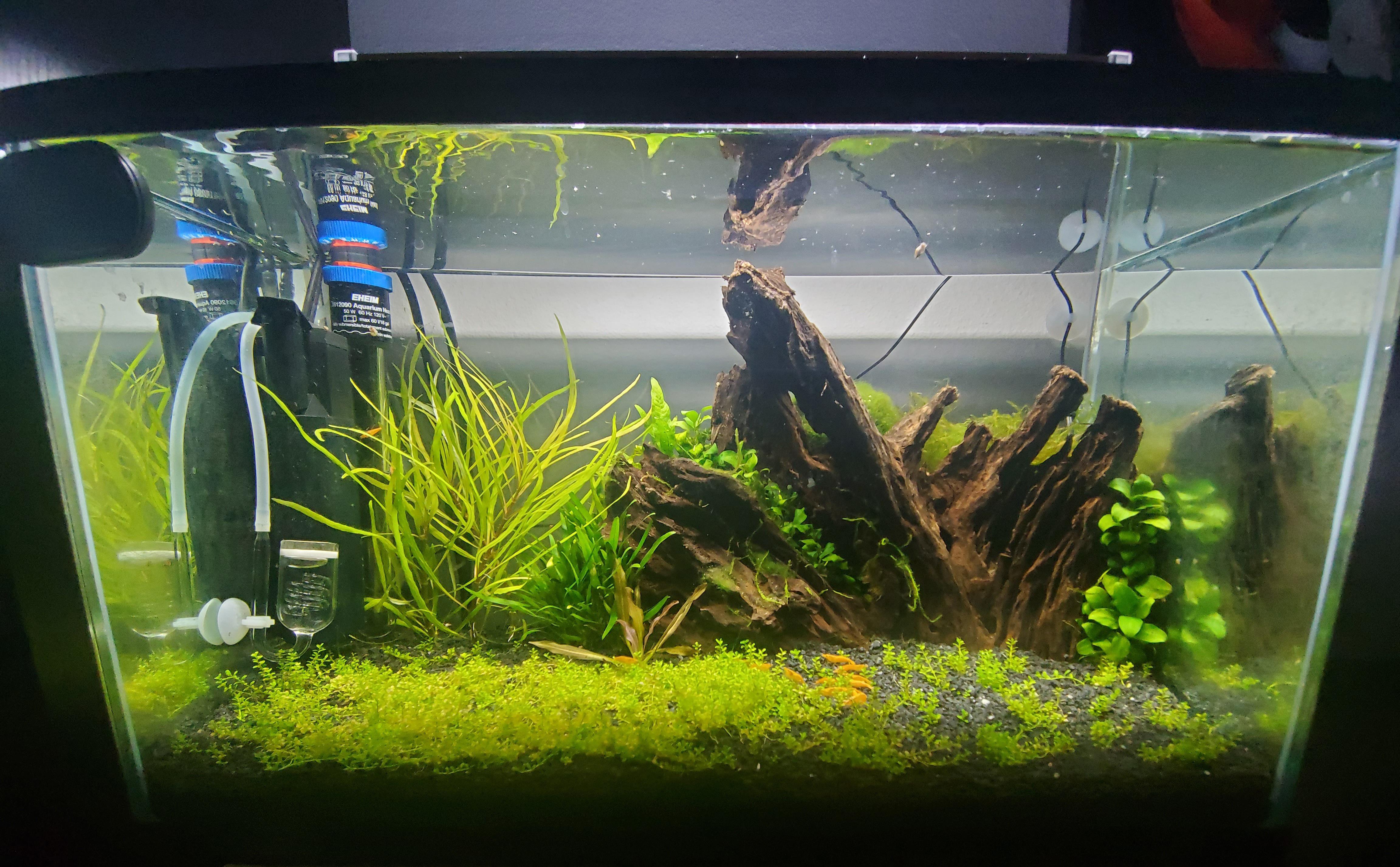 My 10G Pumpkin Shrimp Tank Aquascape