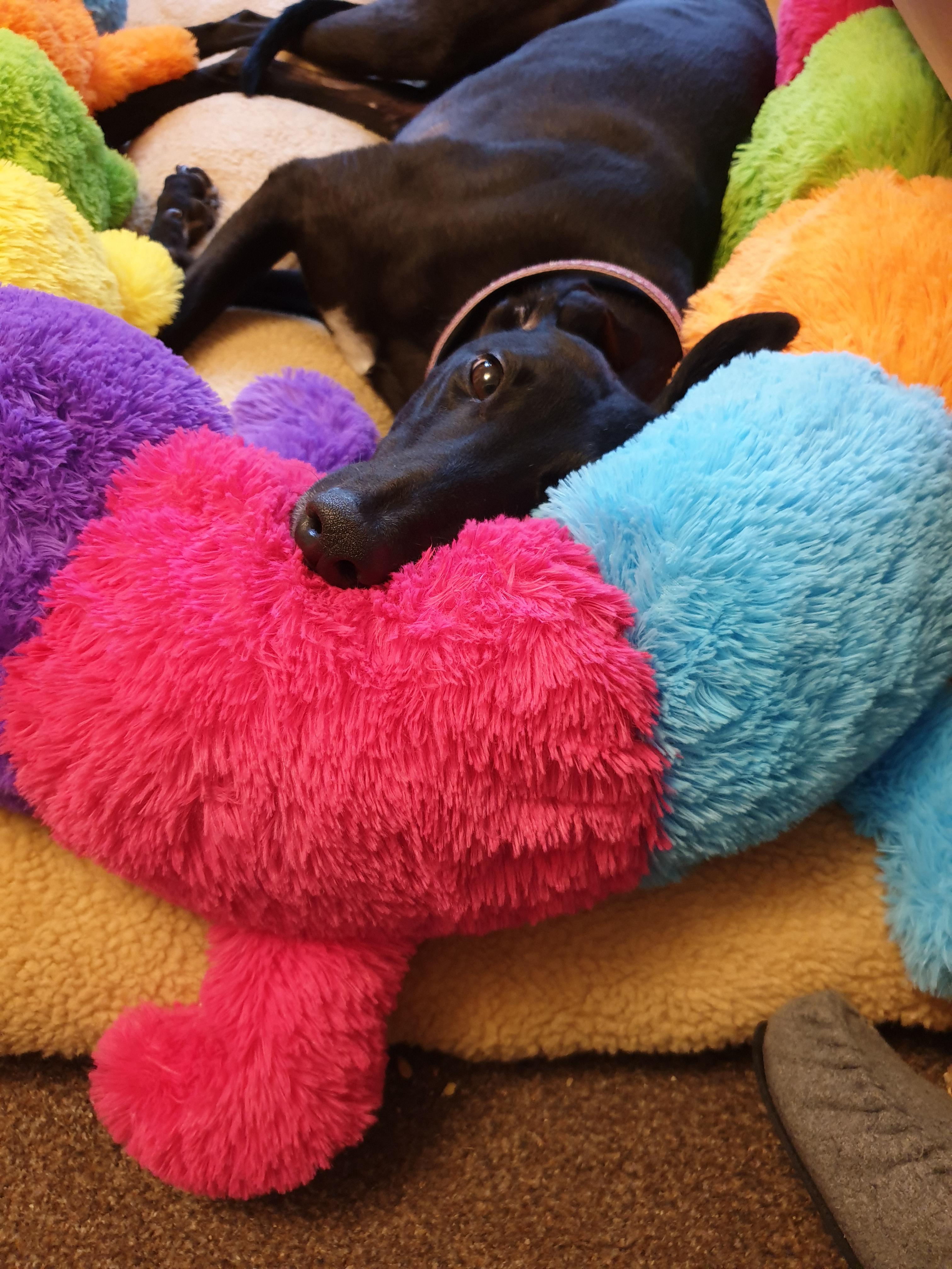 I like this kind of workplace supervision! Greyhounds