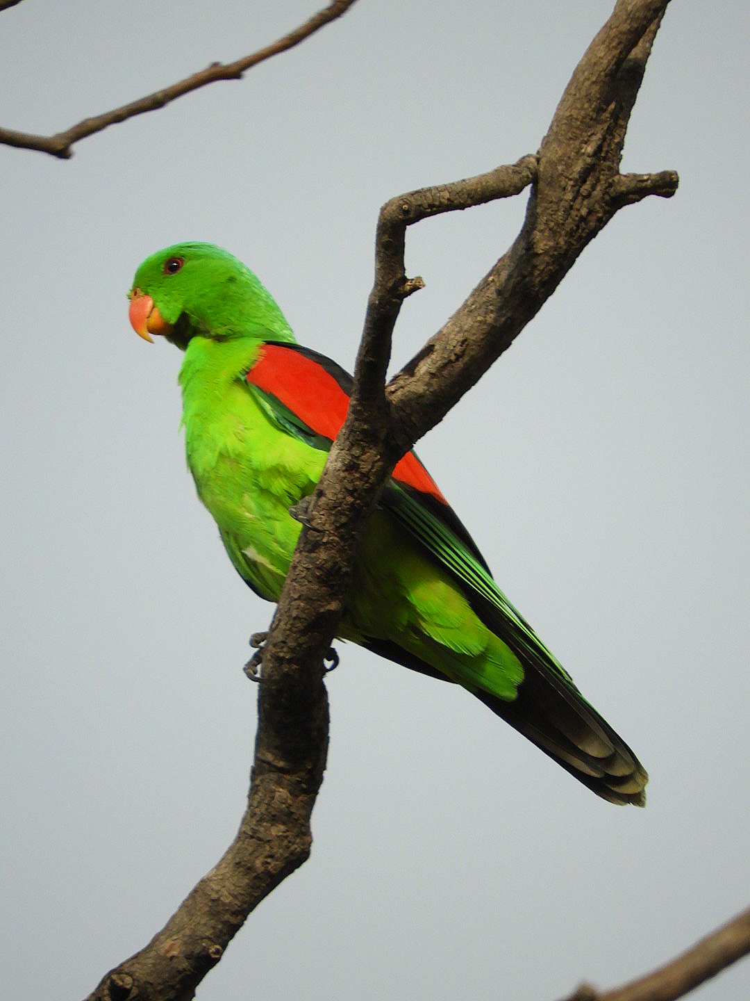 Redwinged Parrot ((NT australia)) r/birding