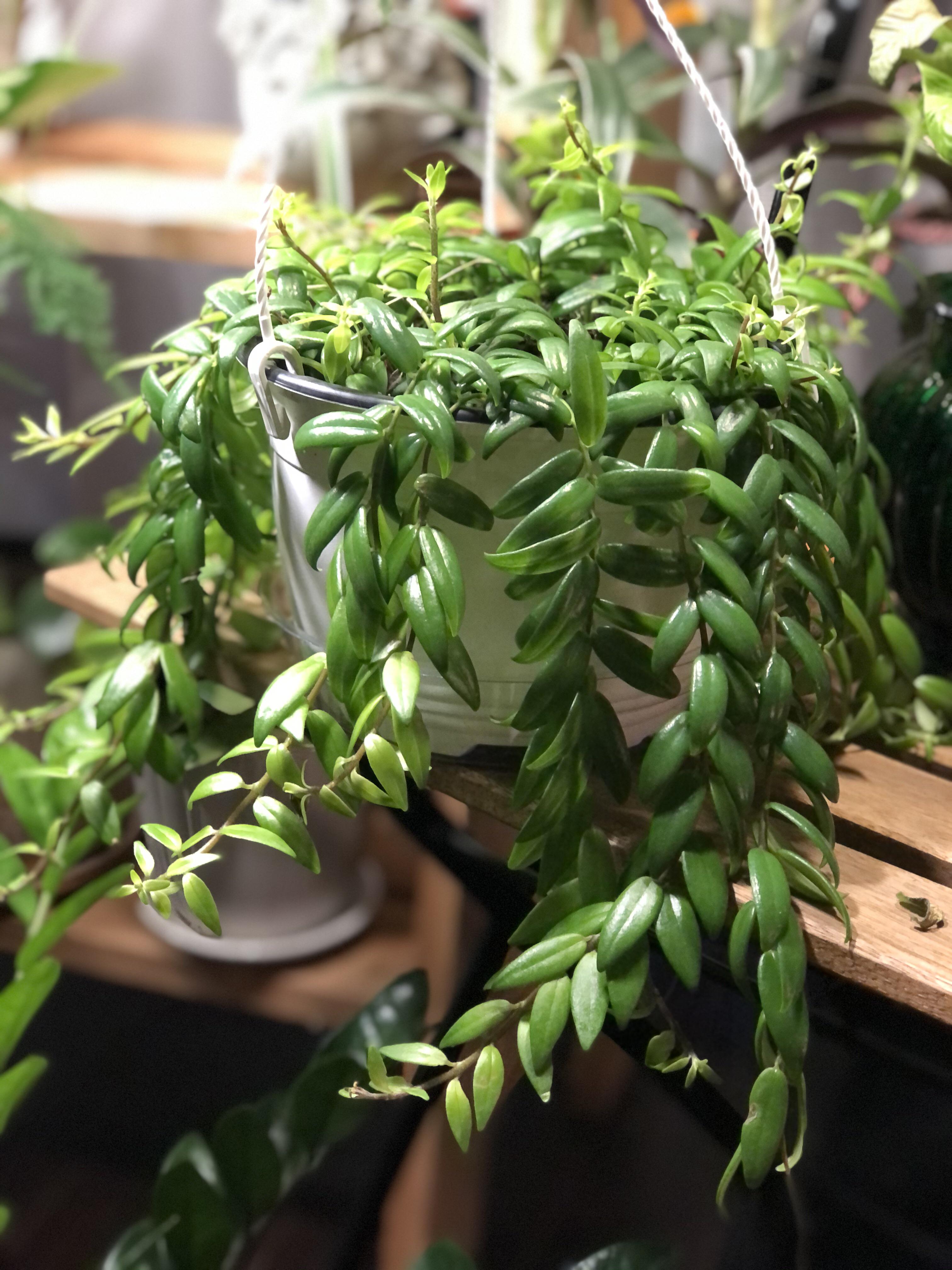 Admiring this lipstick plant from Canadian Tire. I had never seen one