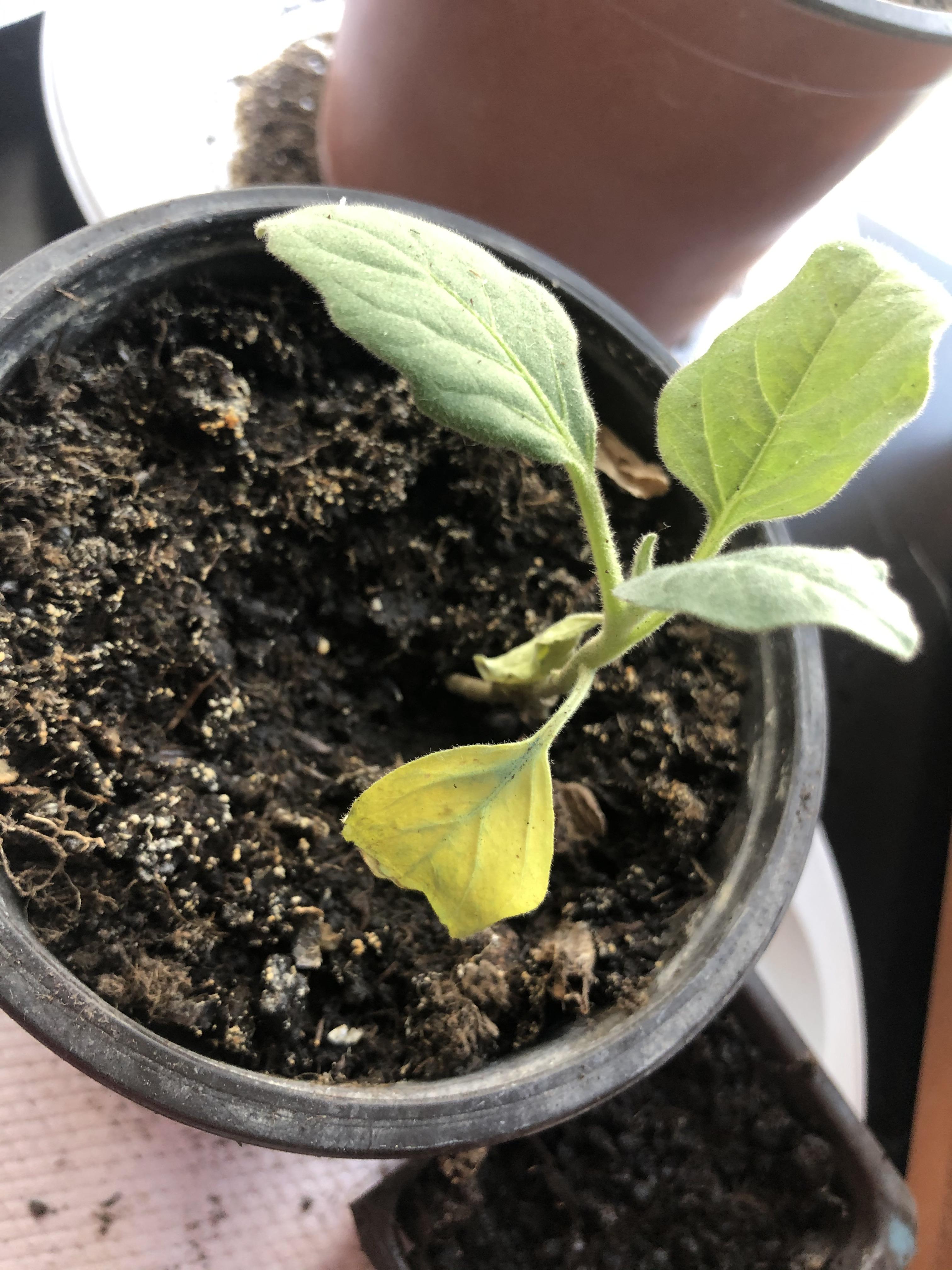 Can you tell me what is wrong with my eggplant leaves? This and another