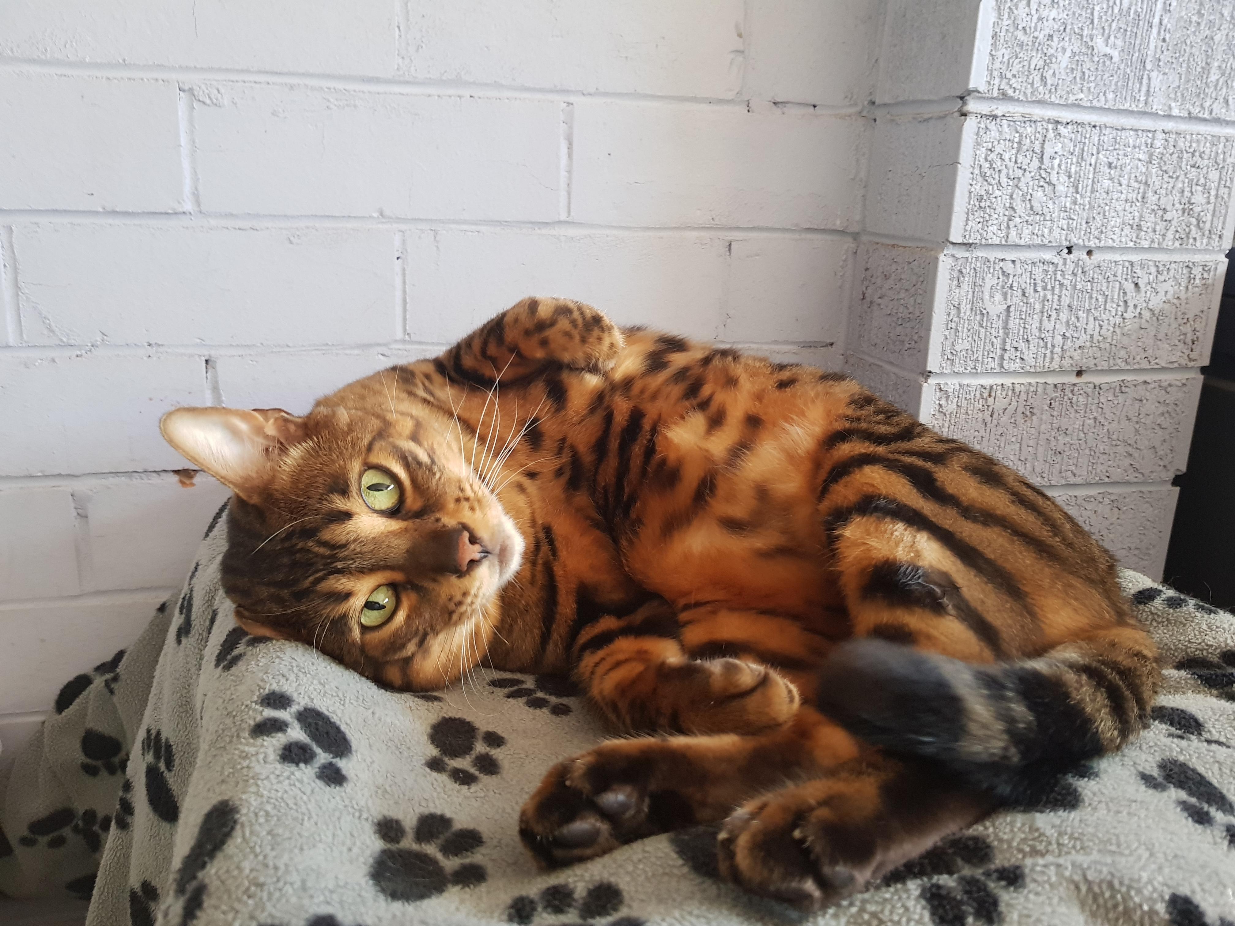 Bengal cuddle time r/cats